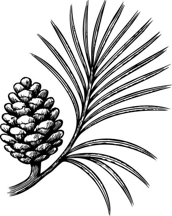 A black and white drawing of a loblolly pine needle with small acorn detail