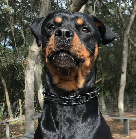 Rottie