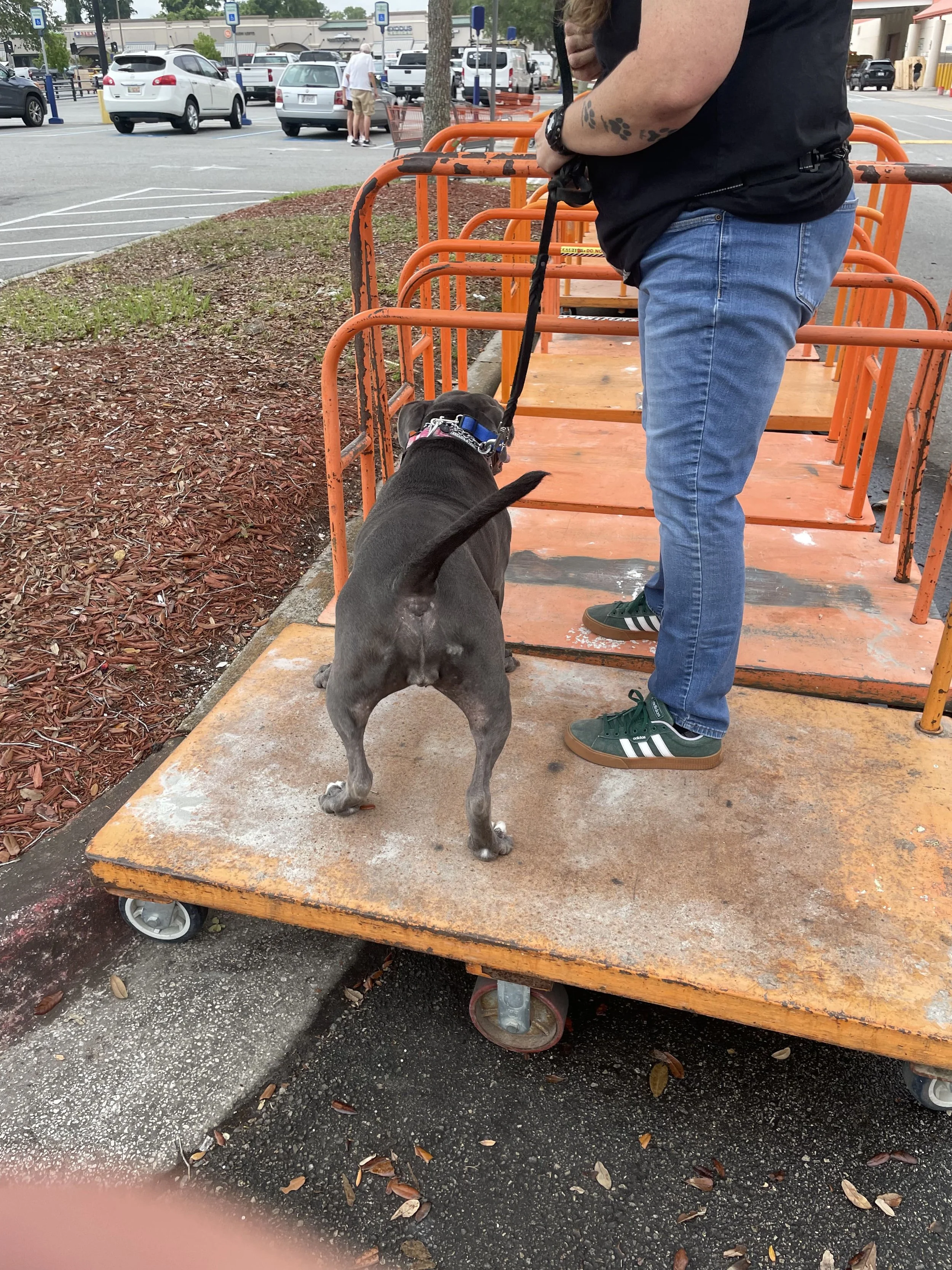 A person in blue jeans and green Adidas sneakers is standing on a flatbed cart with a dog on a leash, in a parking lot with cars and shopping carts in the background.