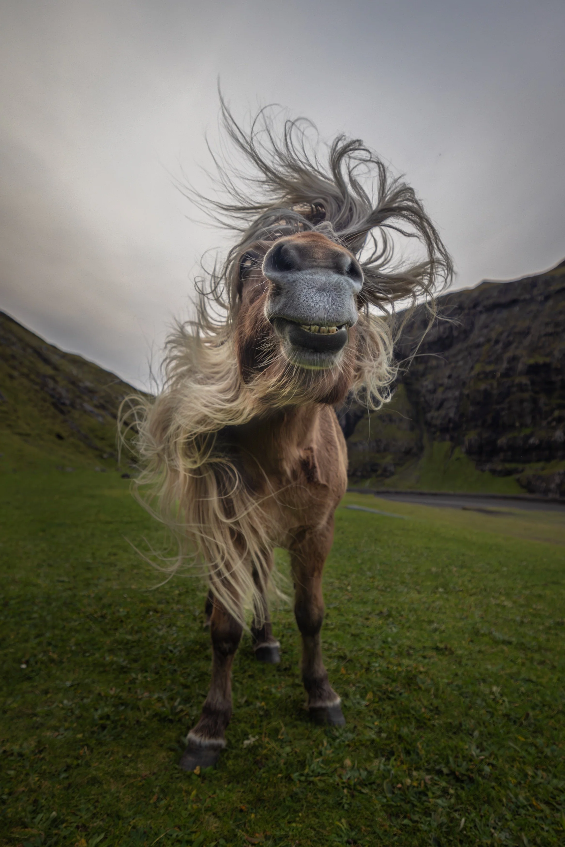 Close-up of a smiling horse with flowing mane on a grassy field with hills in the background.