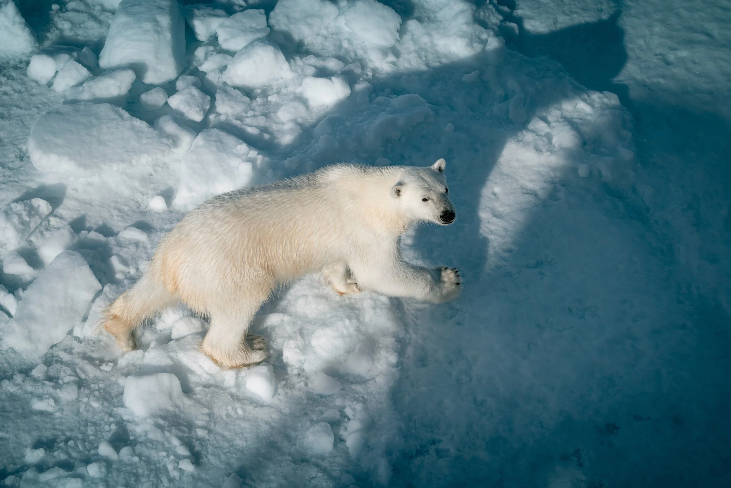A polar bear standing on ice and snow near a frozen body of water in an Arctic landscape.