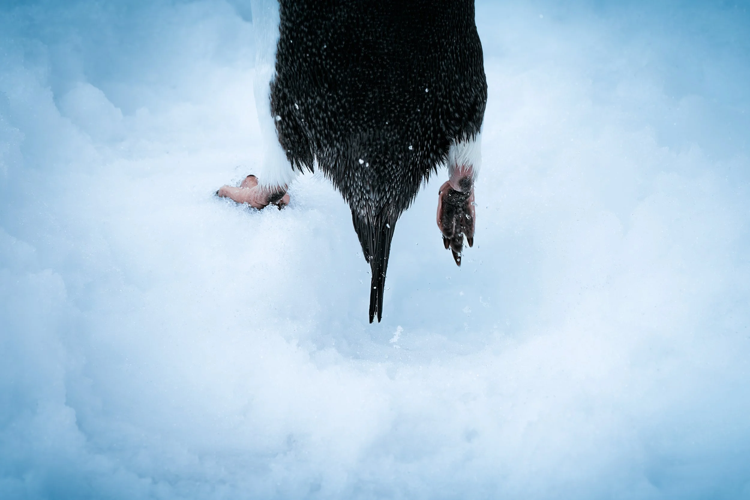A penguin walking on snow with its head down.