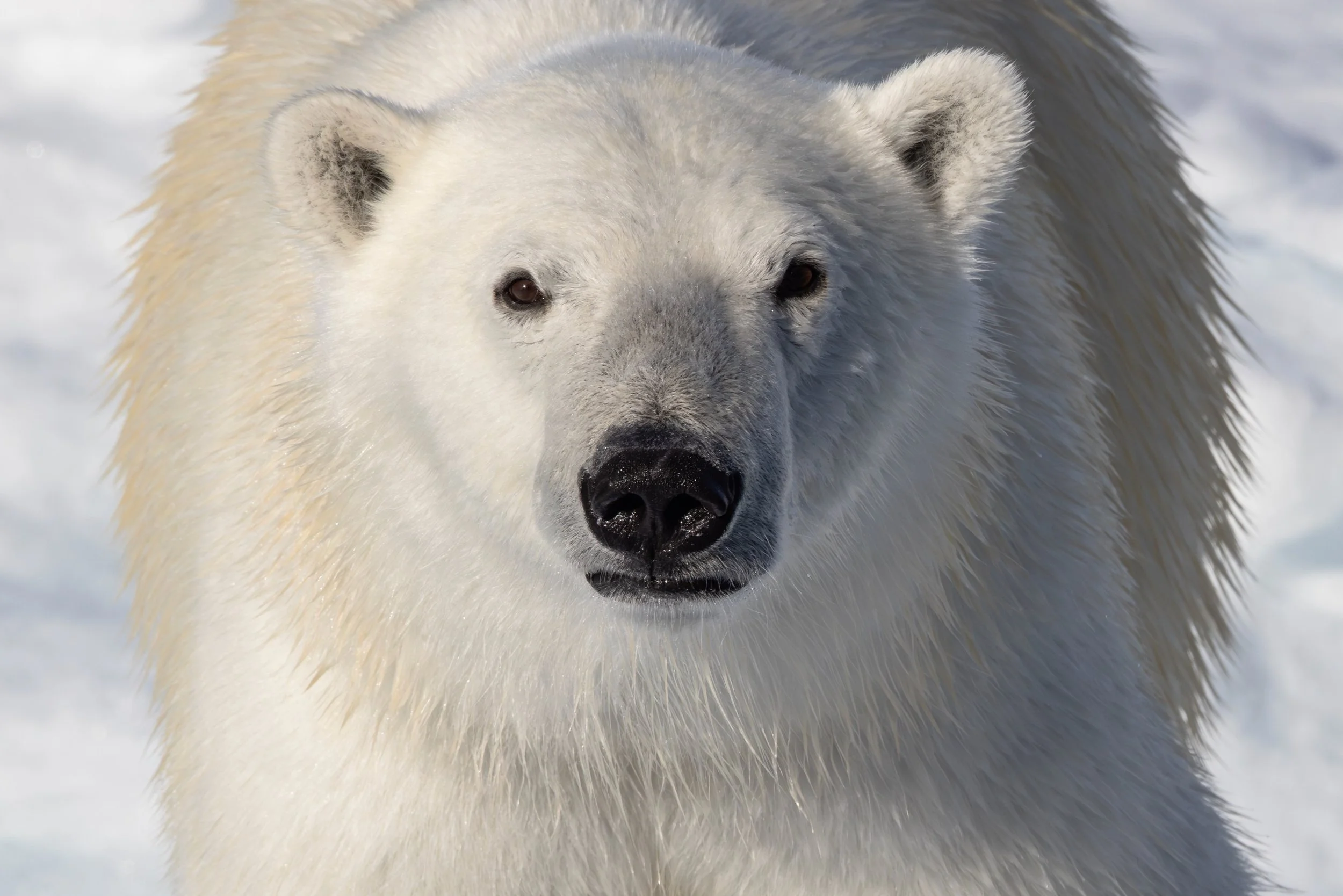 Close-up of a polar bear's face and upper body on snow, showing its white fur and black nose.