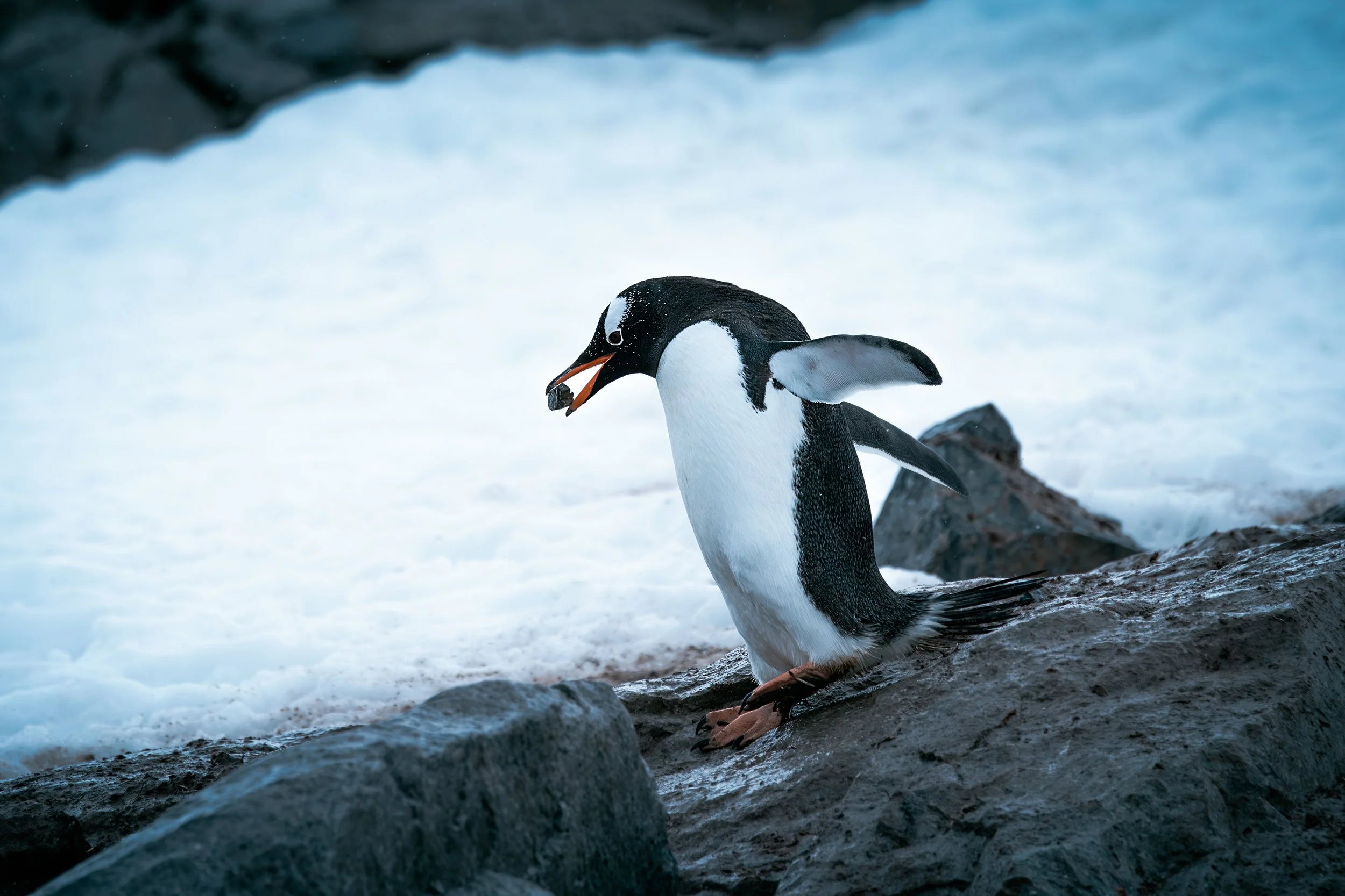 A penguin standing on a rocky shoreline with snow and ice in the background, with one wing raised and holding a small object in its beak.