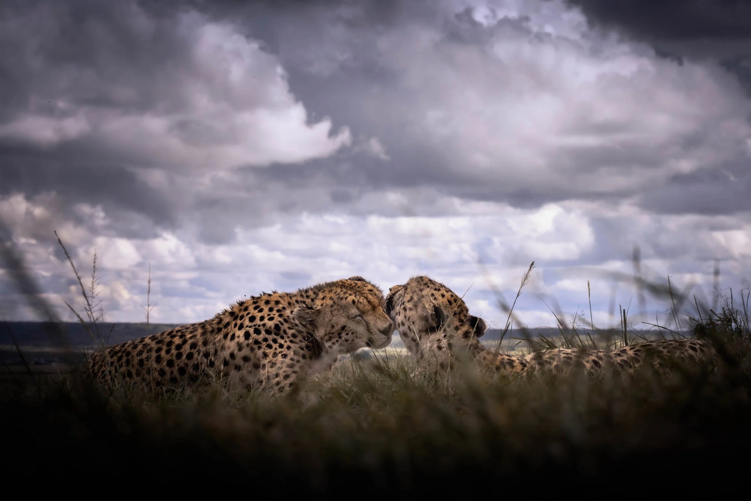 Two cheetahs touching noses on a grassy plain with a cloudy sky above.
