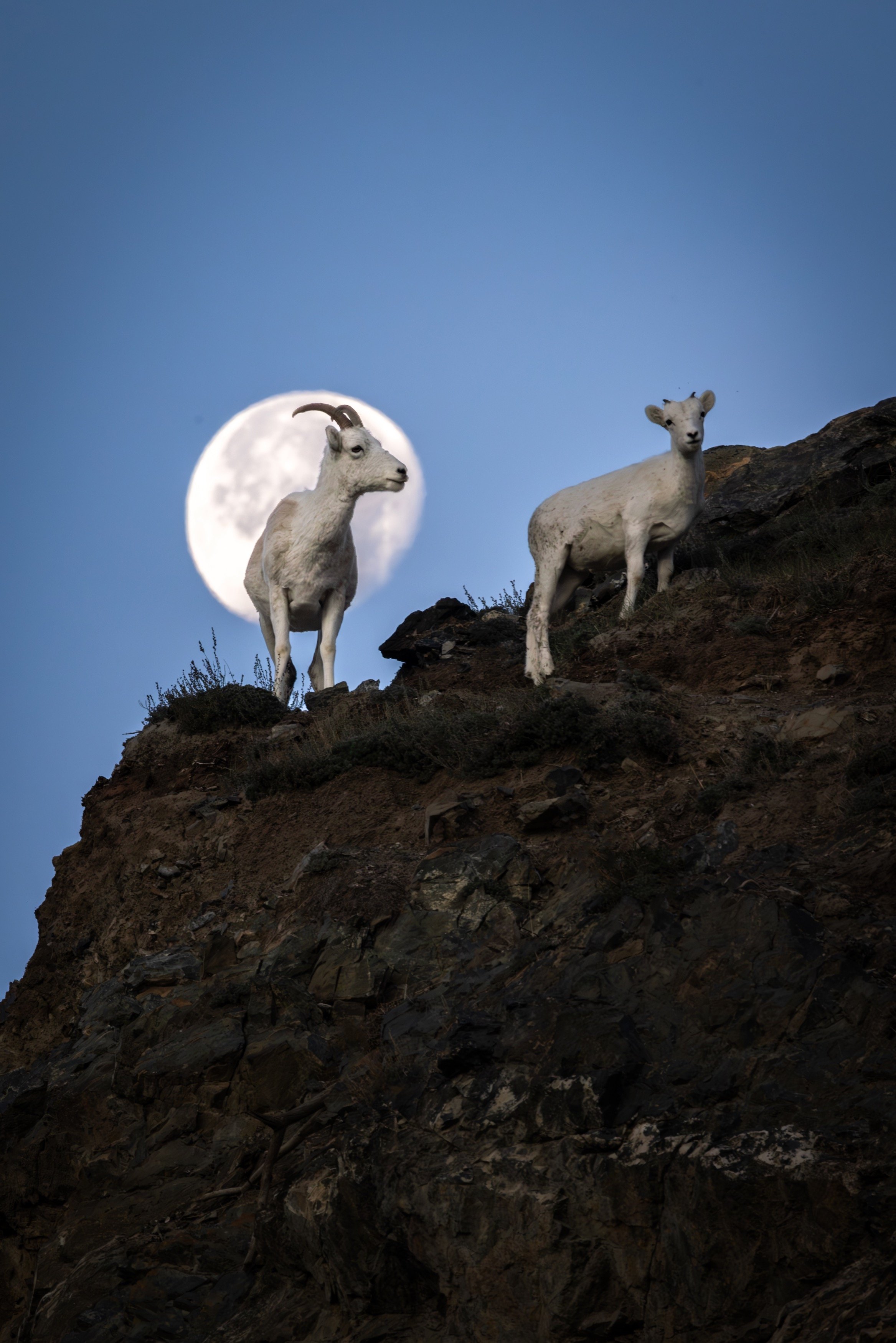 Two mountain goats standing on a rocky hillside at night with a full moon in the background and a clear sky.