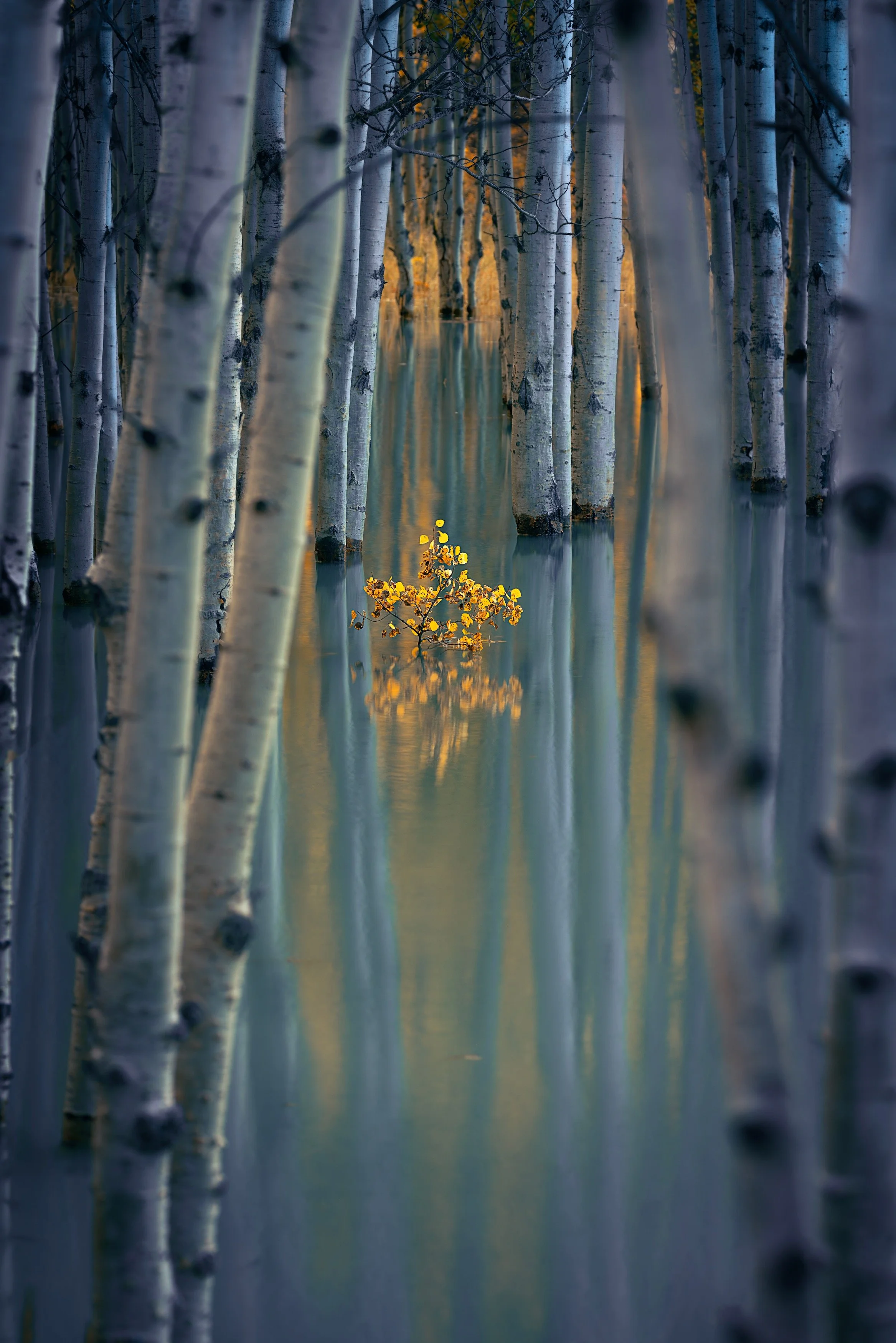 A swamp filled with tall, thin trees with a small tree with yellow leaves floating on the water, reflecting the trees and sky at sunset.
