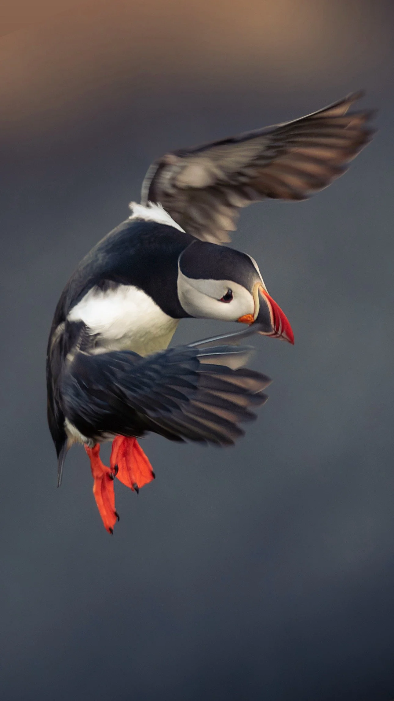A puffin bird flying with its wings spread and looking downward.