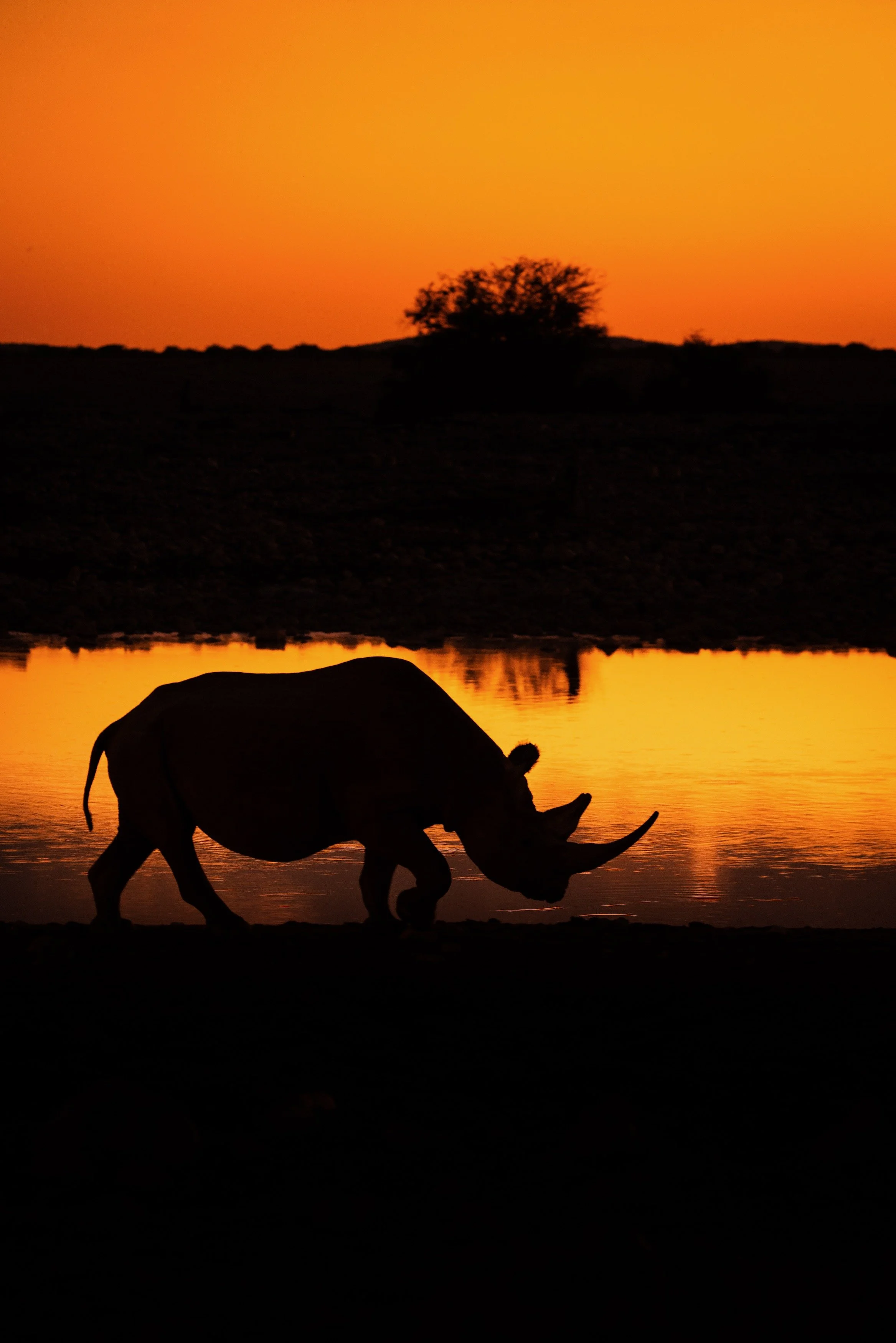 Silhouette of a rhinoceros by a water body at sunset with an orange sky and a tree in the distance.