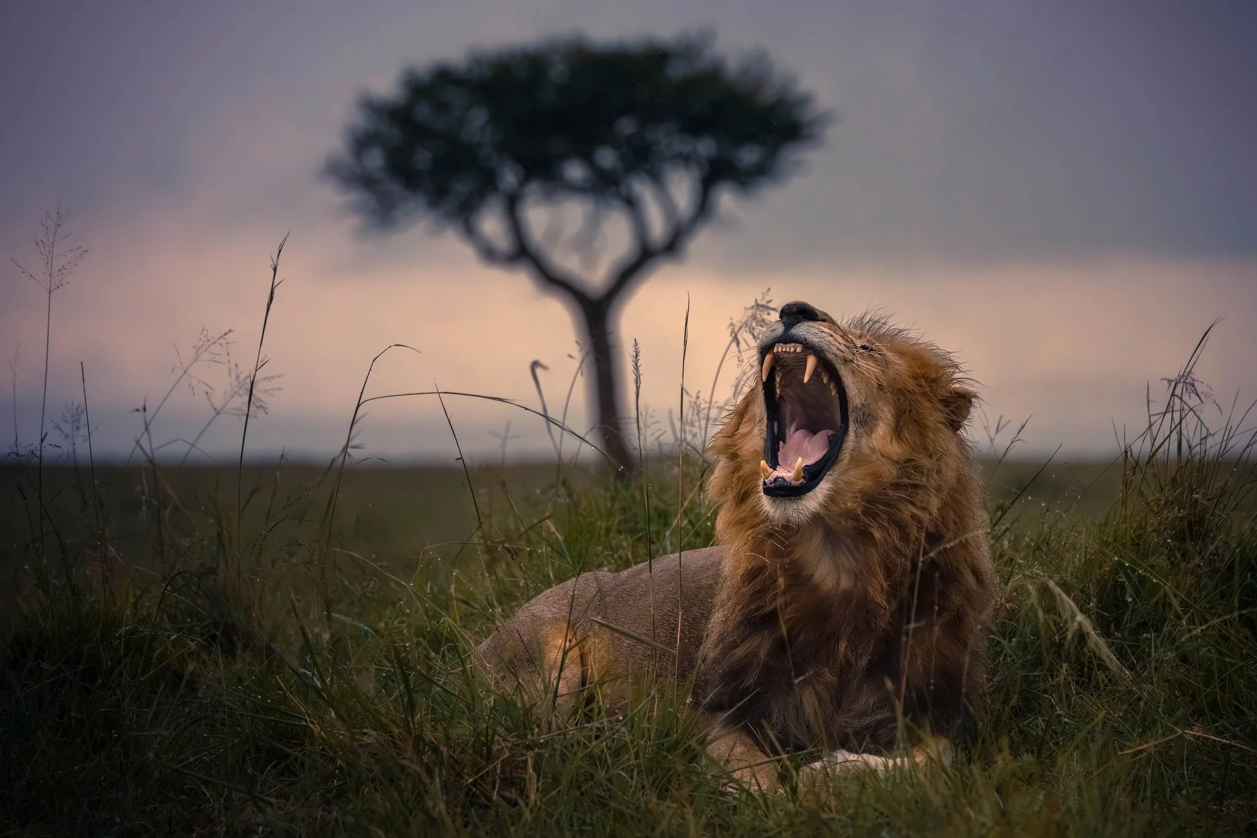 A roaring lion lying on the grass with a single tree in the background during dusk.