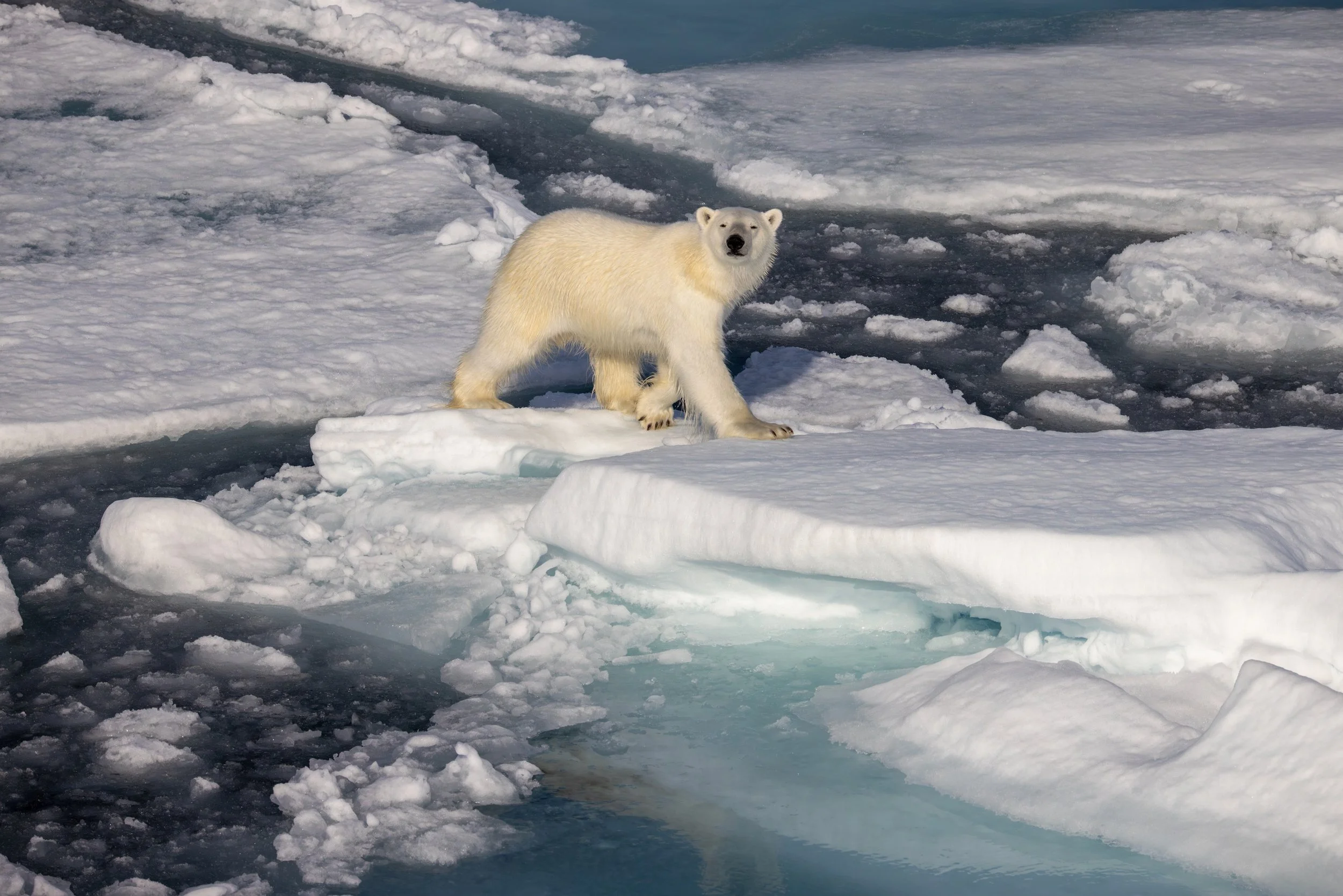 A polar bear standing on a piece of ice in an icy Arctic landscape with snow and open water.