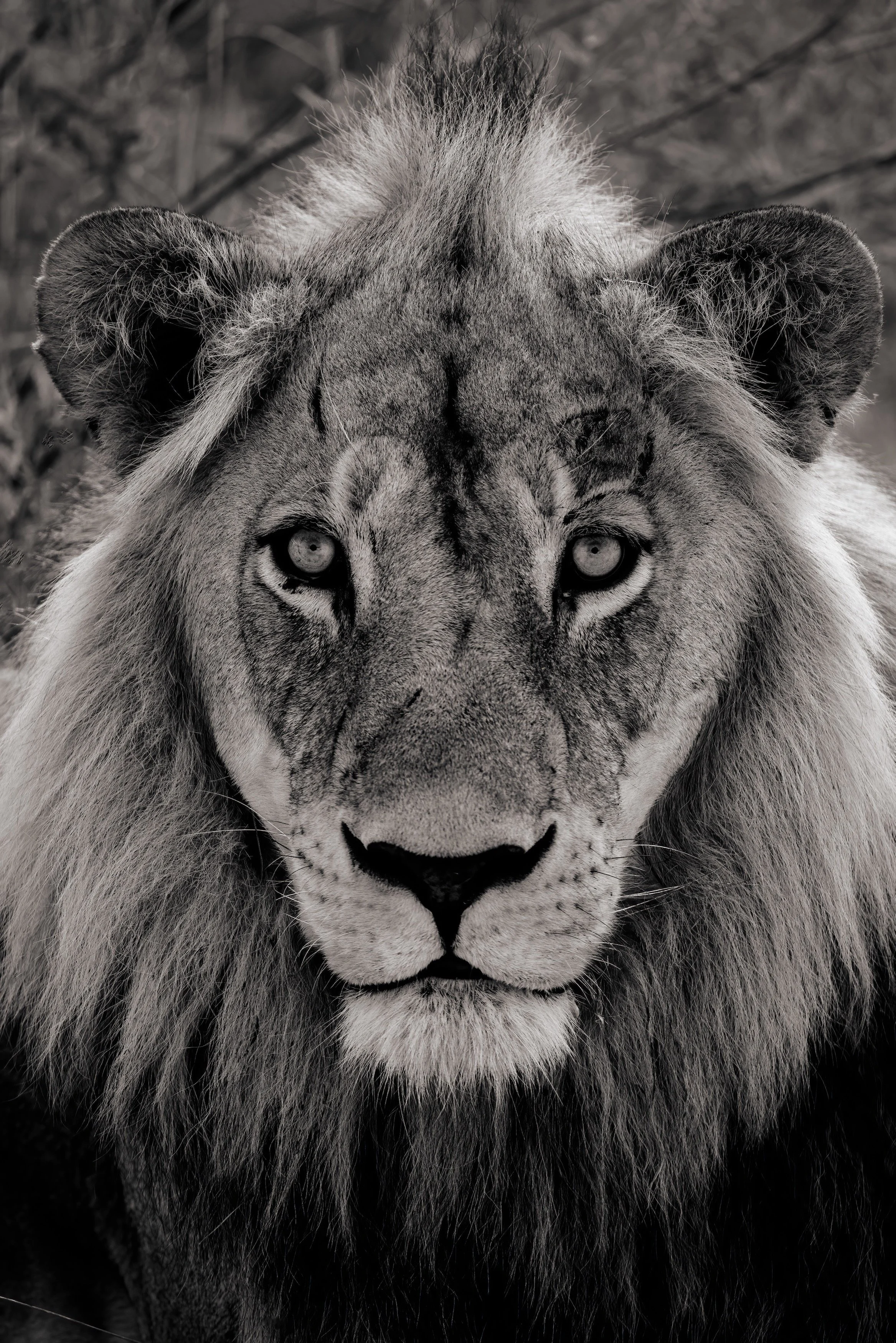 Close-up black and white photo of a lion's face, showing intense eyes and mane.