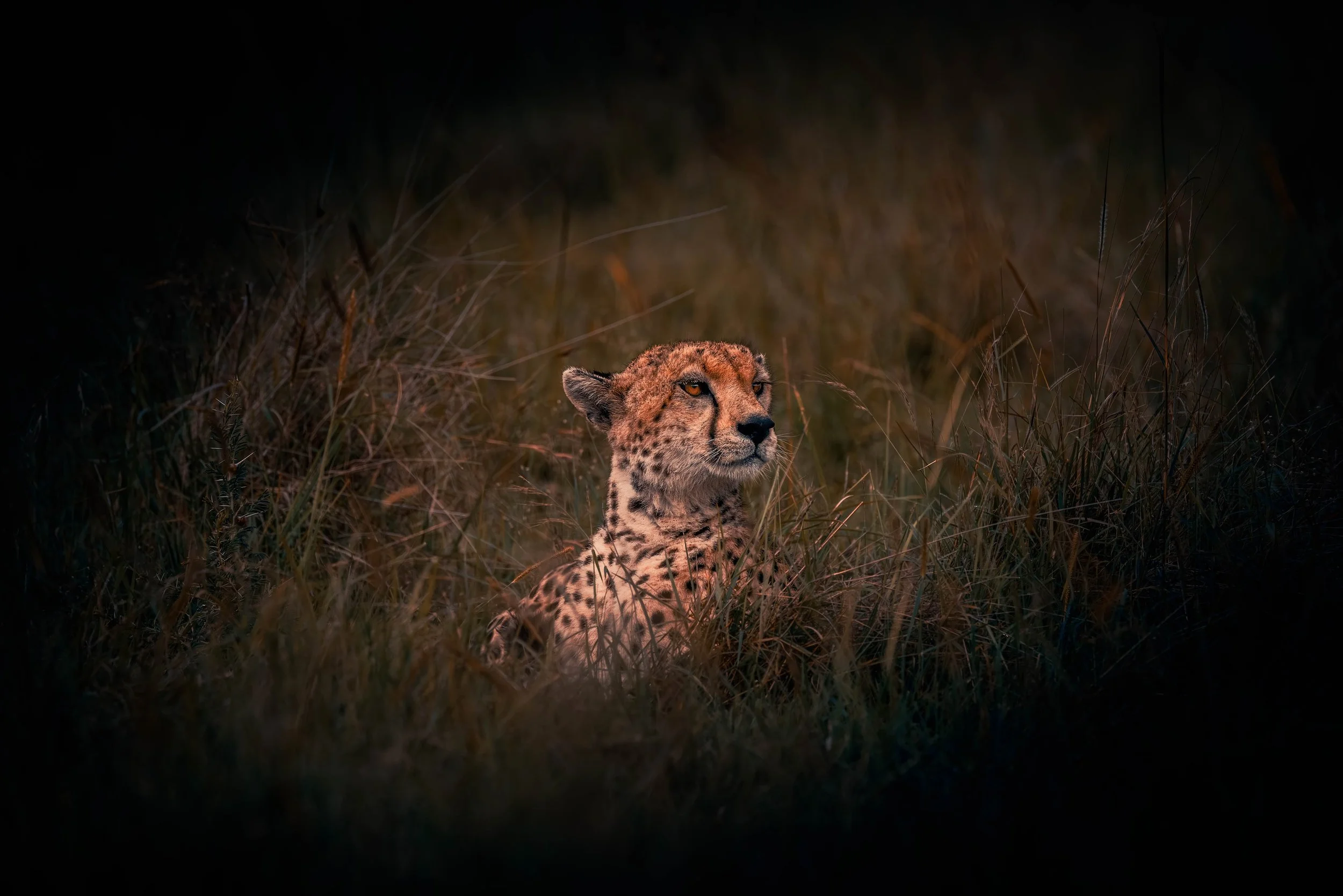 A cheetah resting in tall grass during dusk or dawn