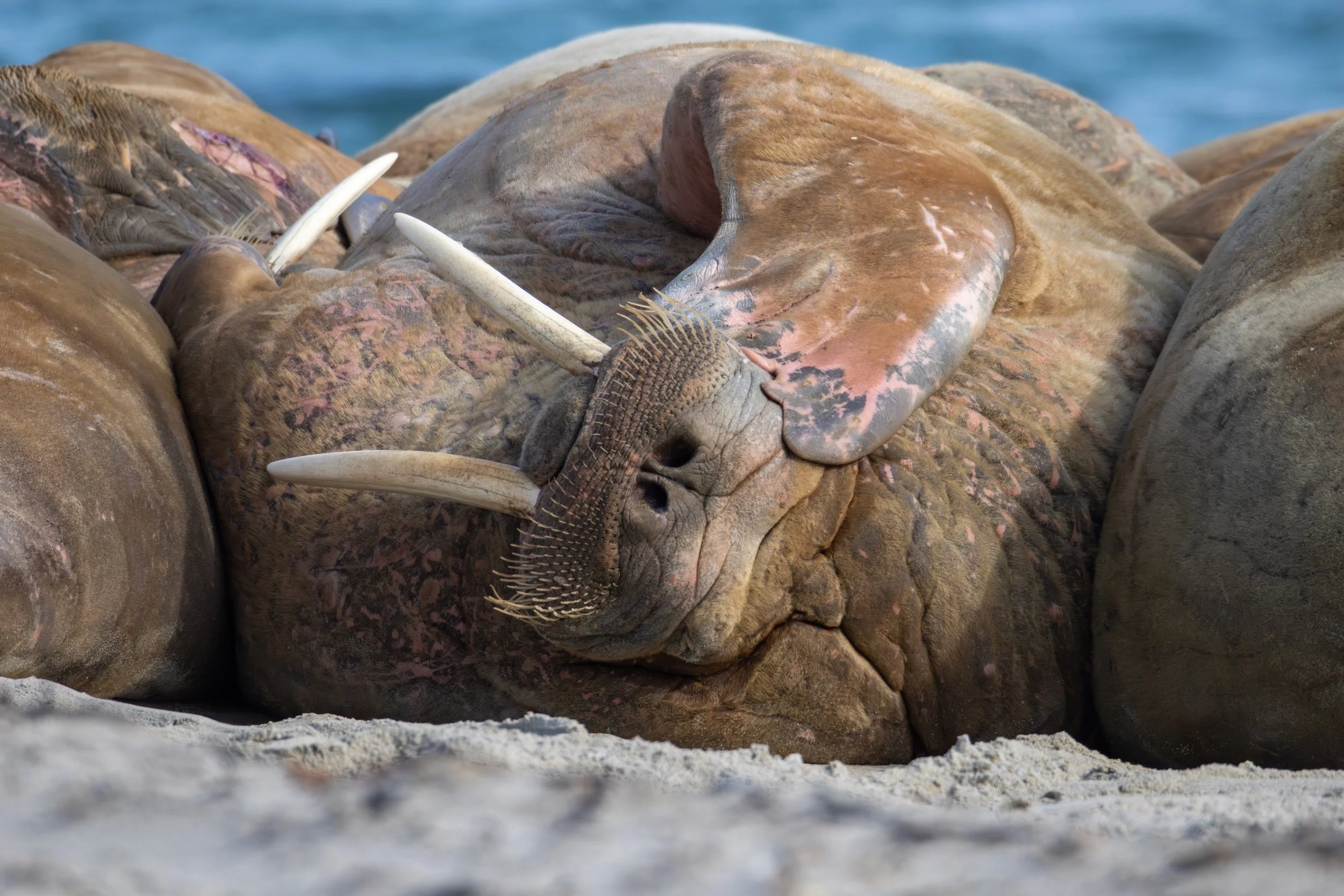 A group of walruses resting on a sandy beach with water in the background.