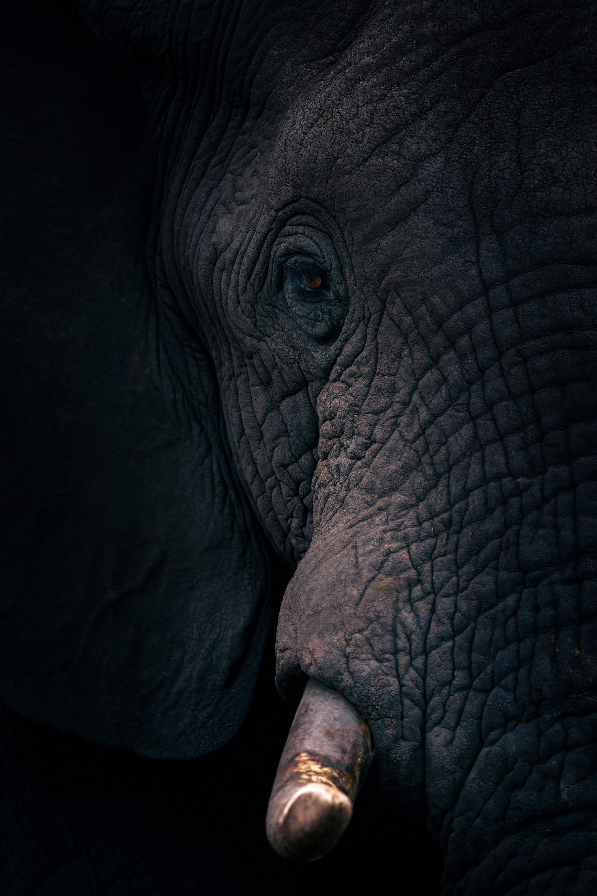 Close-up of an elephant's face, showing its eye, wrinkled skin, and part of its tusk.