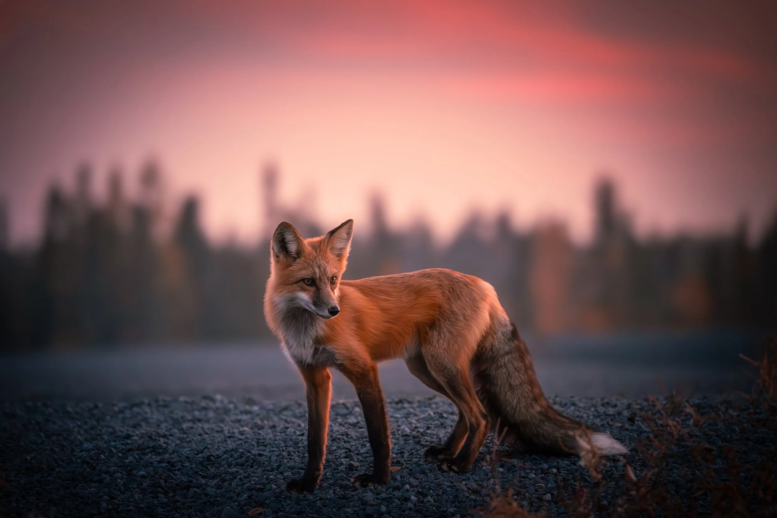 A fox standing on a rocky surface during sunset with a blurred forest background.
