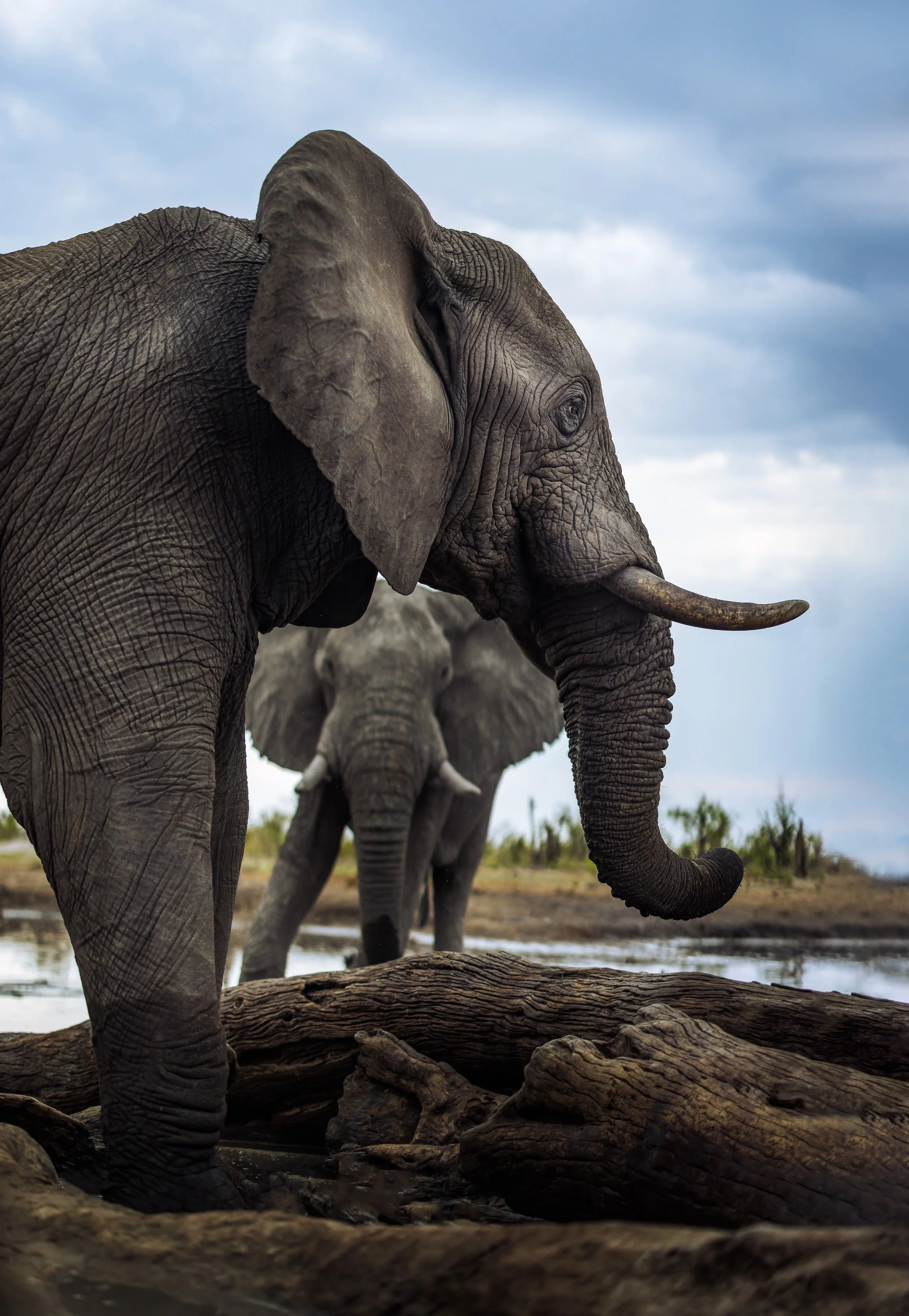 Two elephants near a water source in a savannah landscape with cloudy sky.