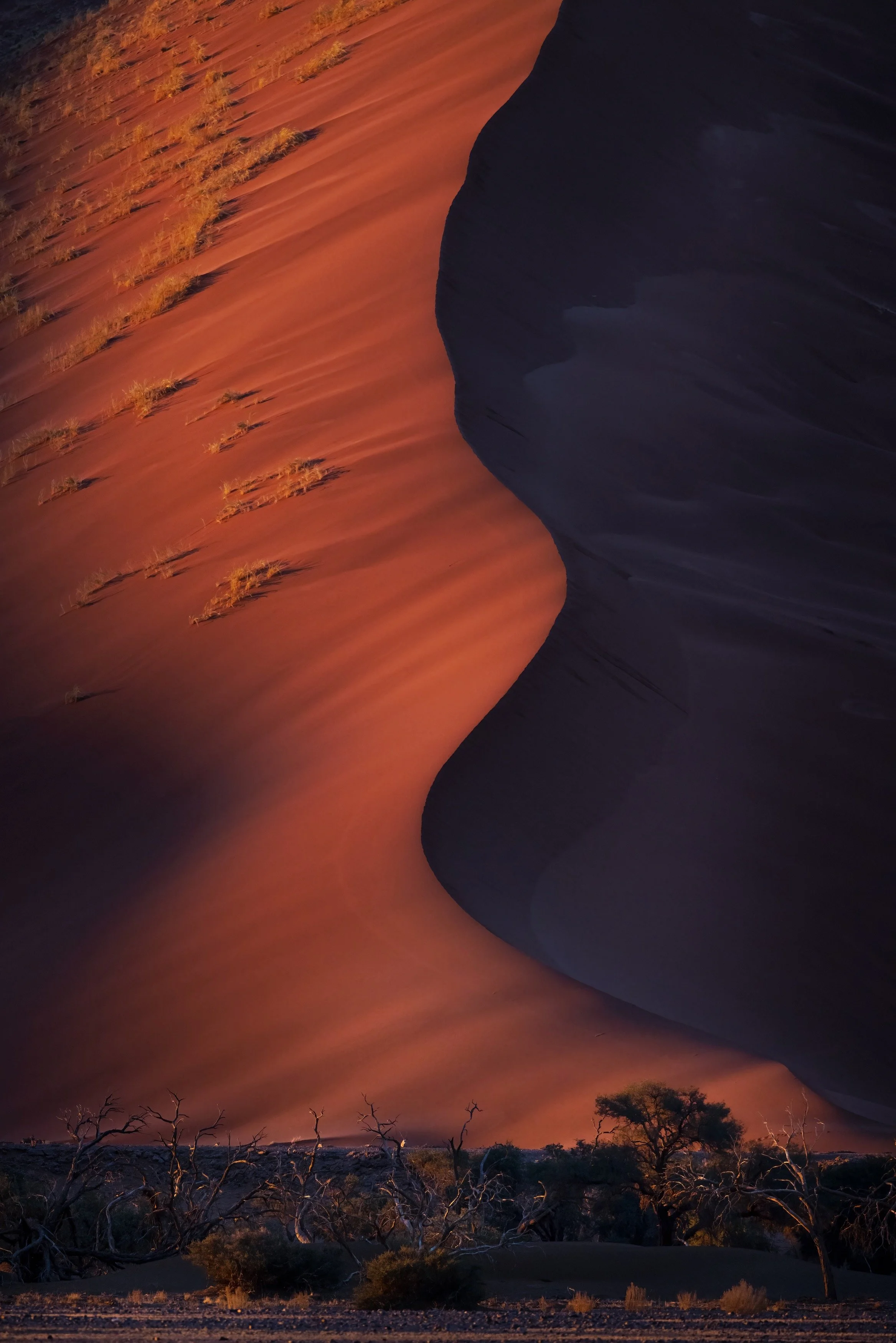 Sand dunes in the desert, with a steep ridge dividing the orange sand on the left from dark shadowed sand on the right. Sparse trees are visible at the base of the dunes.