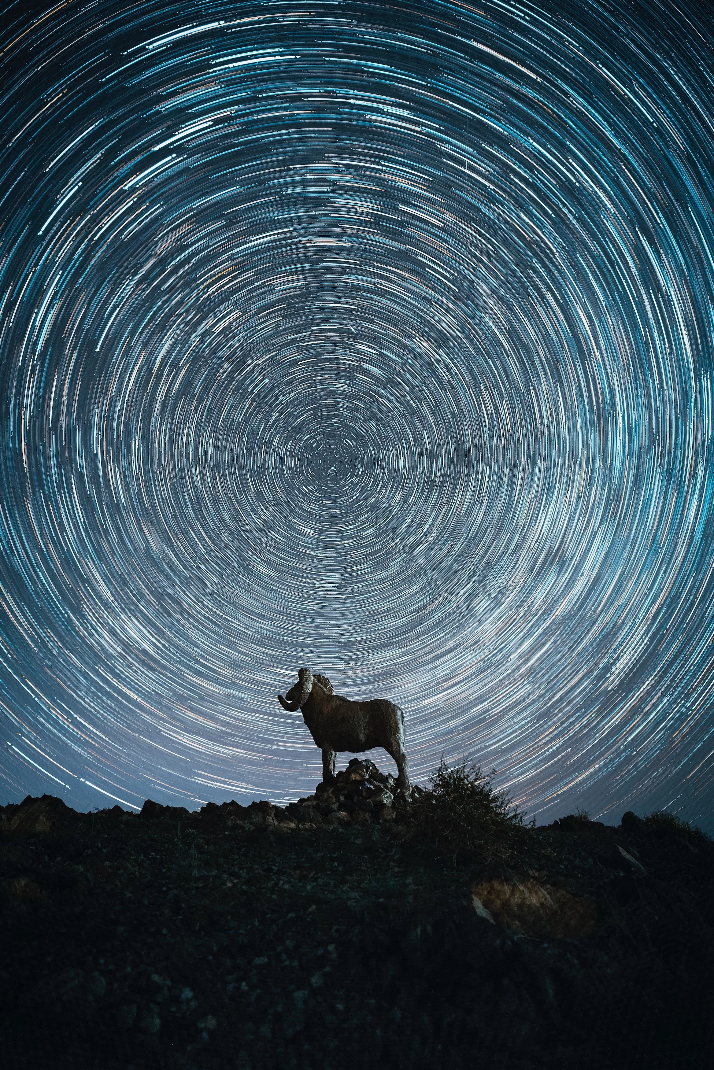A silhouette of a bighorn sheep standing on a rocky outcrop at night with star trails in the sky above.