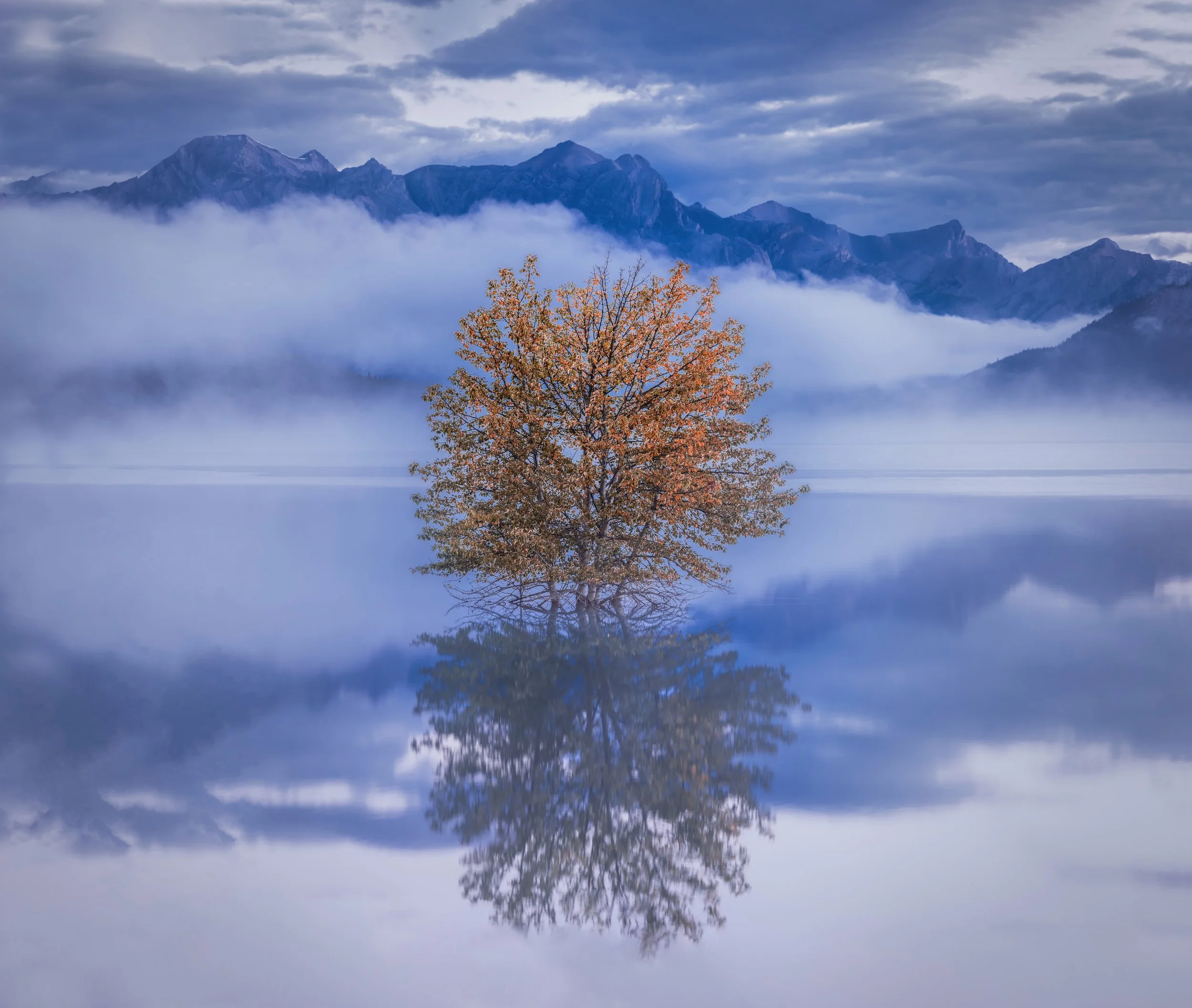 A lone tree with orange and green leaves in a calm lake, reflecting the tree, mountains, and cloudy sky in the background.
