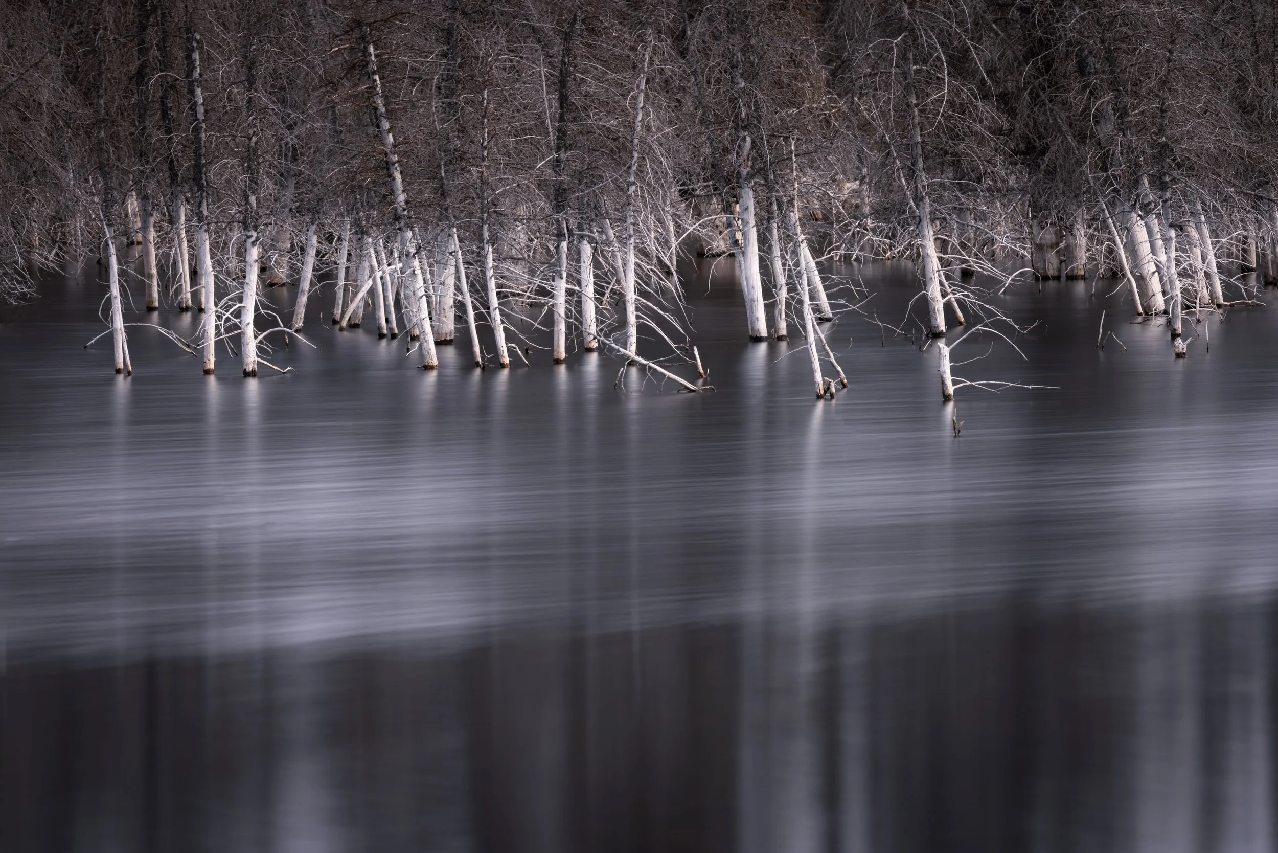 Frozen trees in a body of water with a blurred reflection, in a winter landscape.