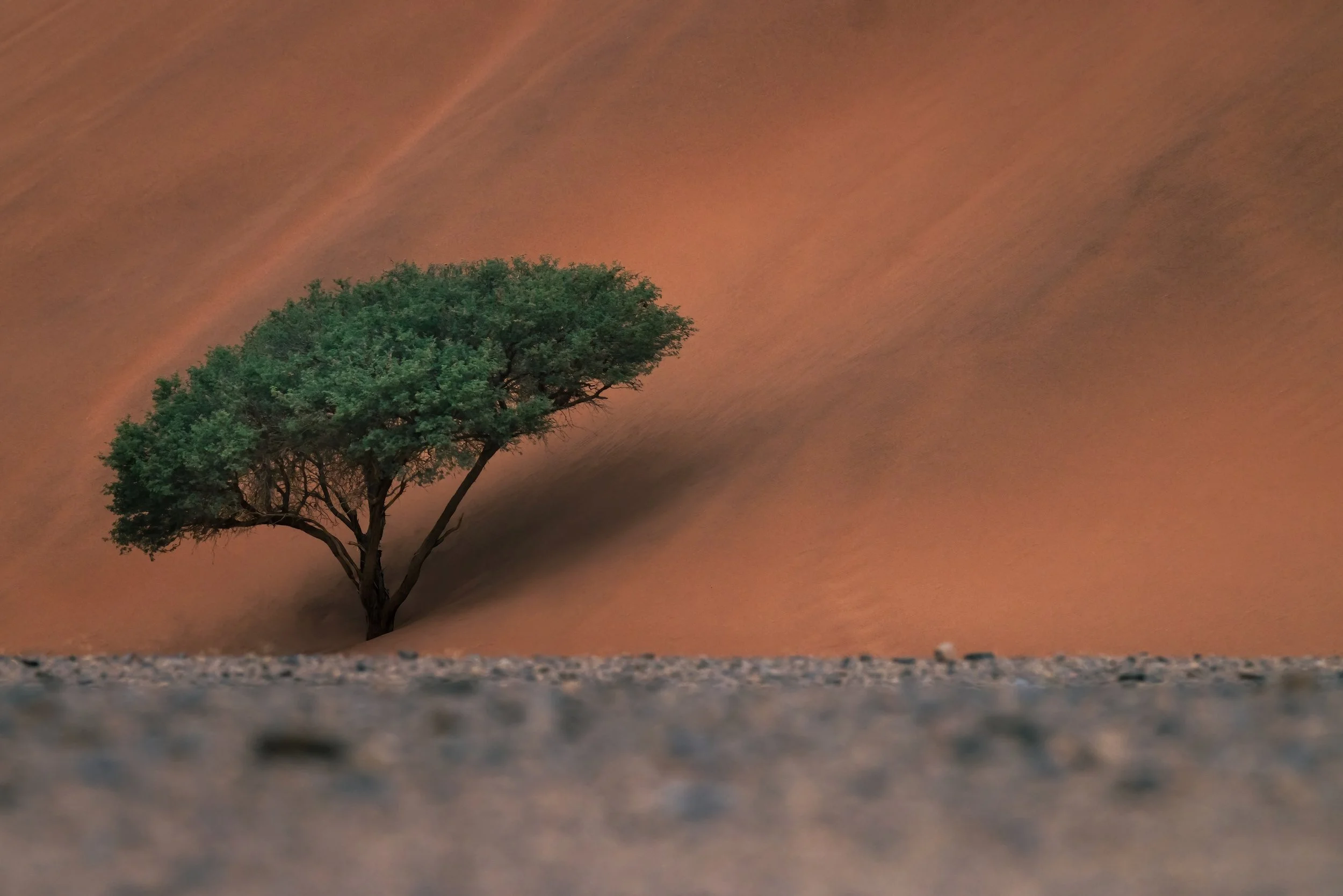 A lone green tree in a desert landscape with sand dunes in the background.