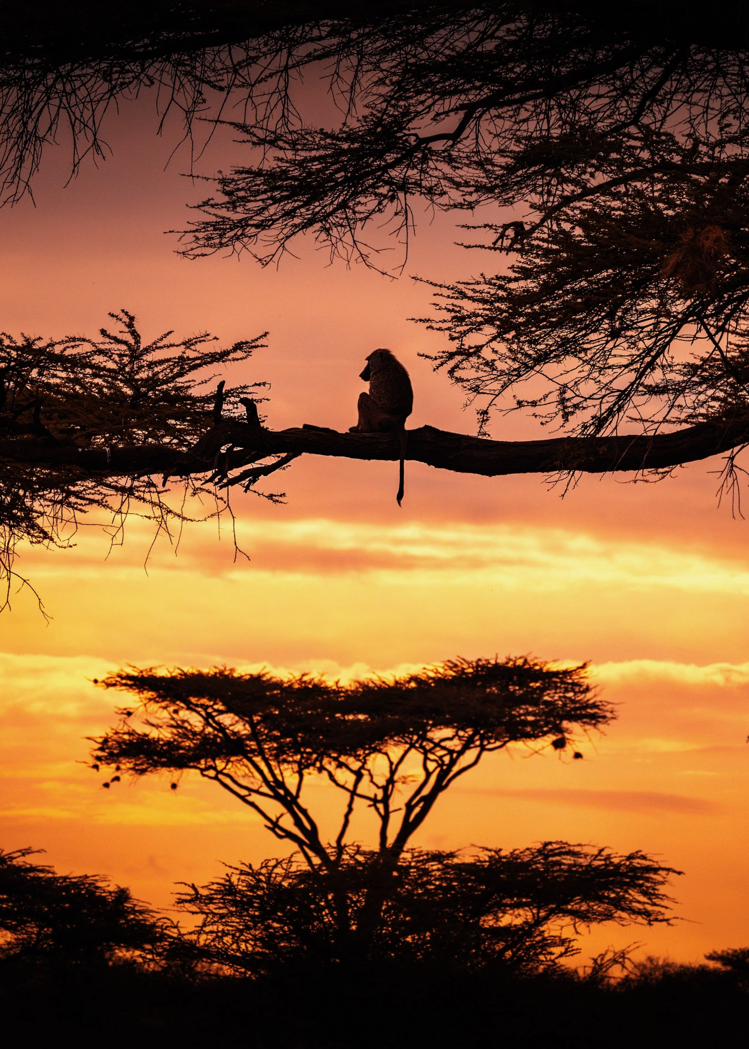 Silhouette of a honey badger sitting on a tree branch, observed against a colorful sunset sky in a savanna landscape with scattered trees.
