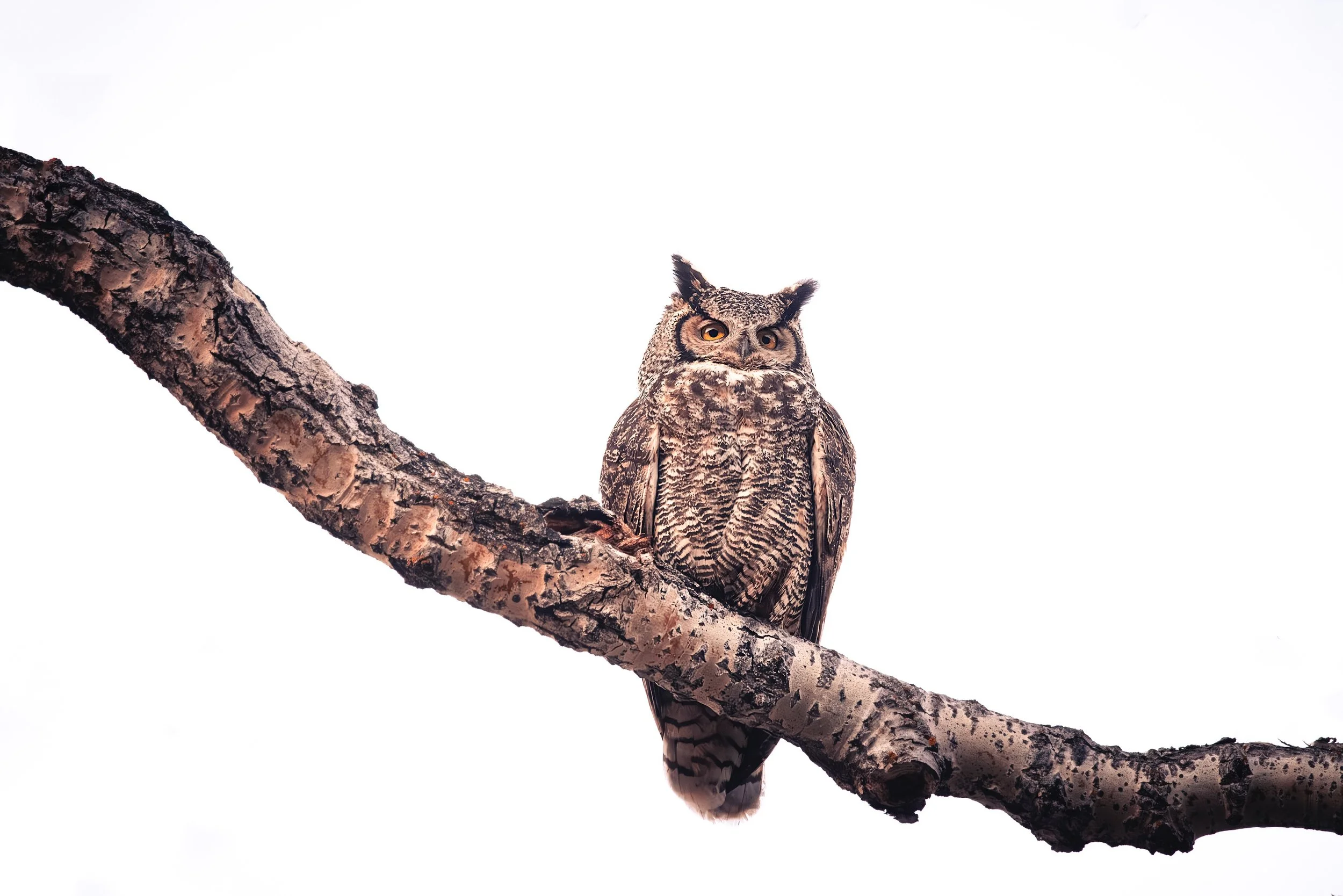 An owl with feathered ear tufts perched on a tree branch against a white background.