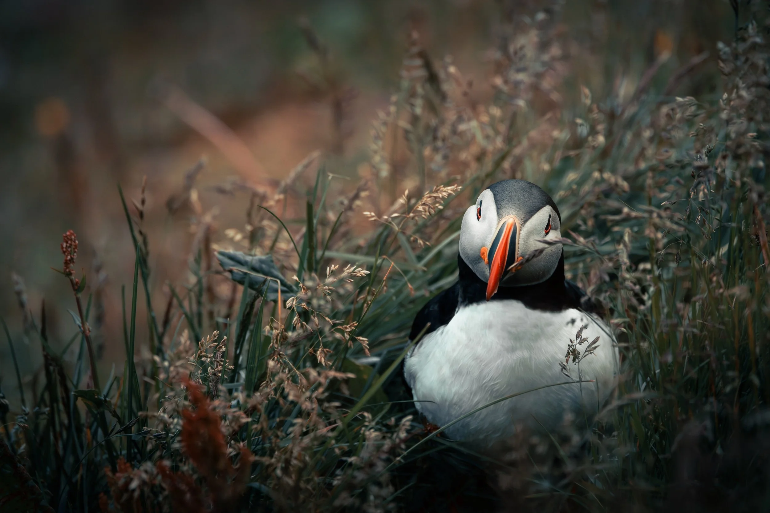 A puffin bird standing among grass and plants in a natural environment.