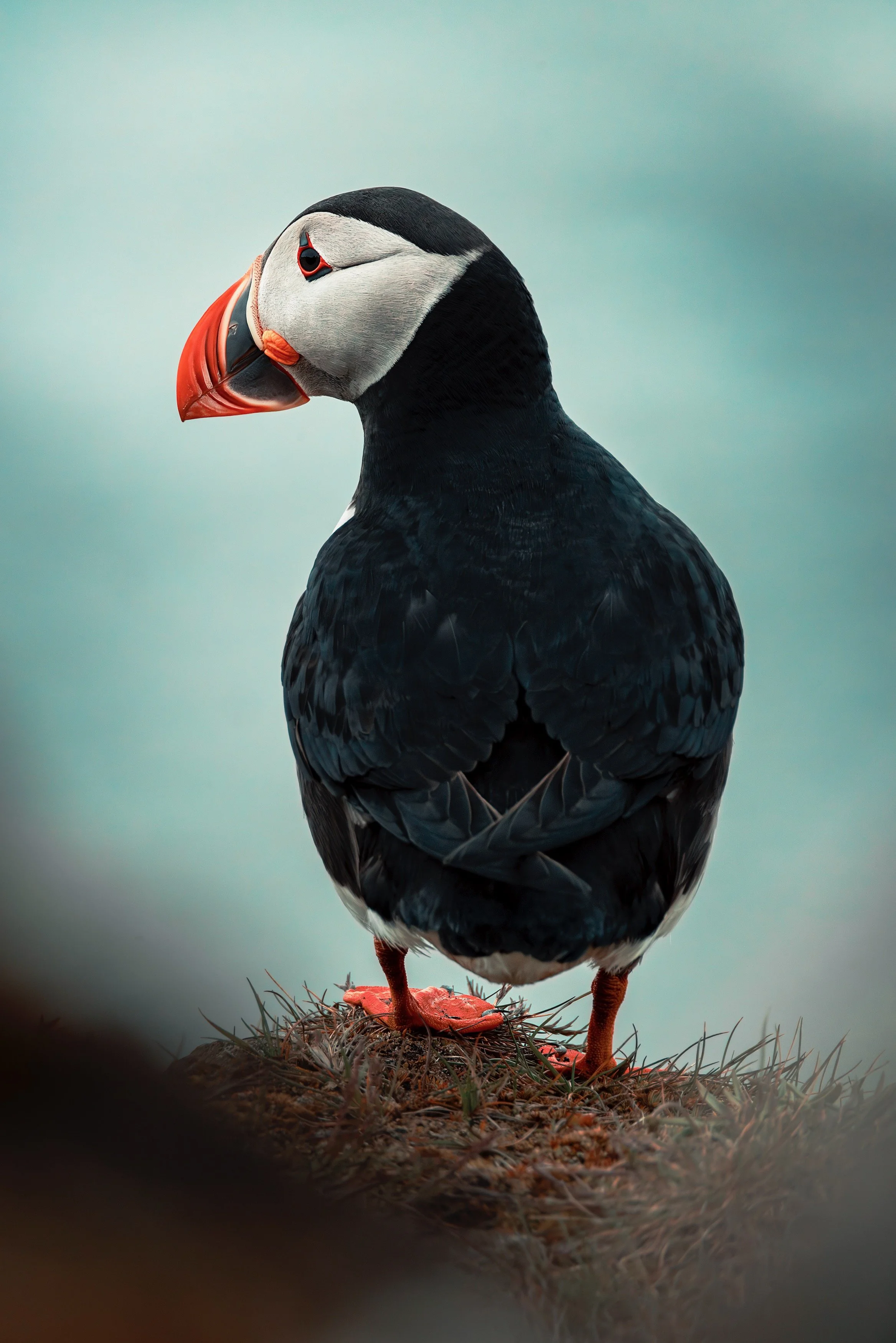 A close-up of a puffin bird with black and white feathers, an orange beak, perched on a grassy ground against a cloudy sky.