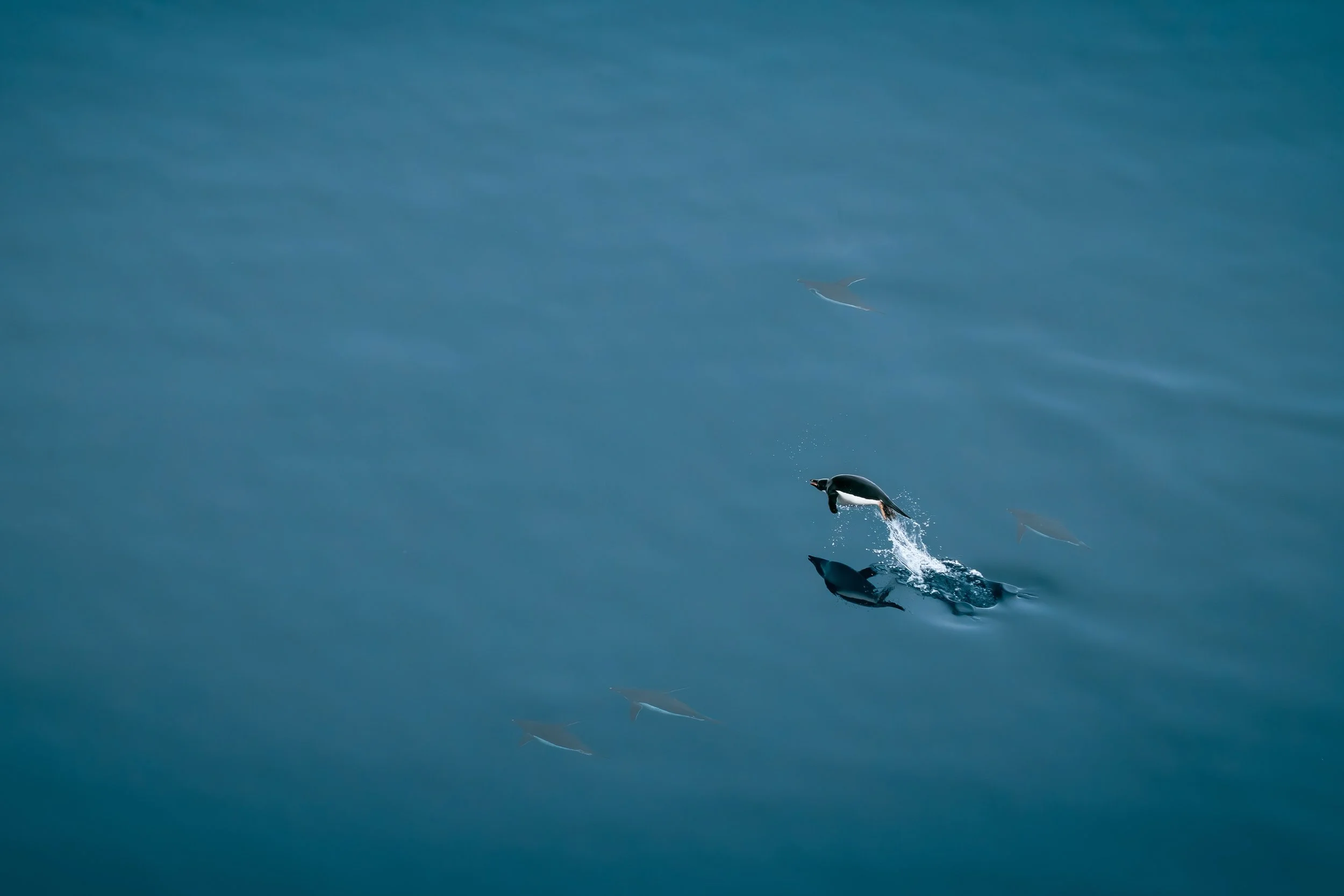 A penguin jumping out of the water with dolphins swimming below and in the background.
