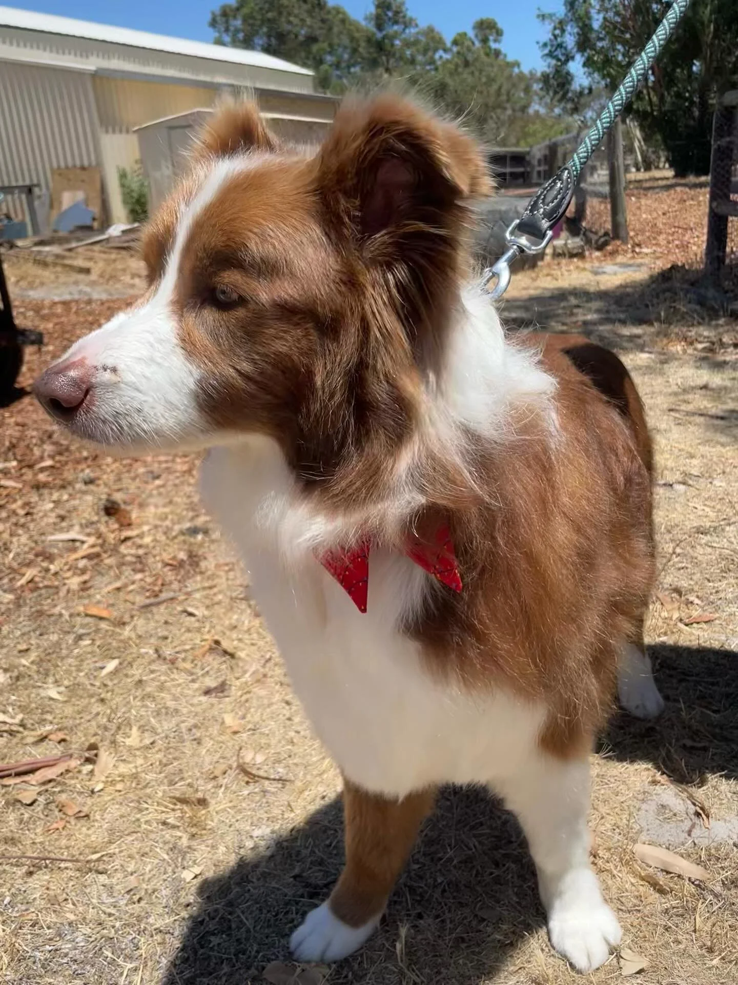 Handsome Hudson 🥰 I love when they are as easy to groom as he was- it&rsquo;s a lot of fun to style them! #bordercollies #doggroomer #dogsofinstagram #dog