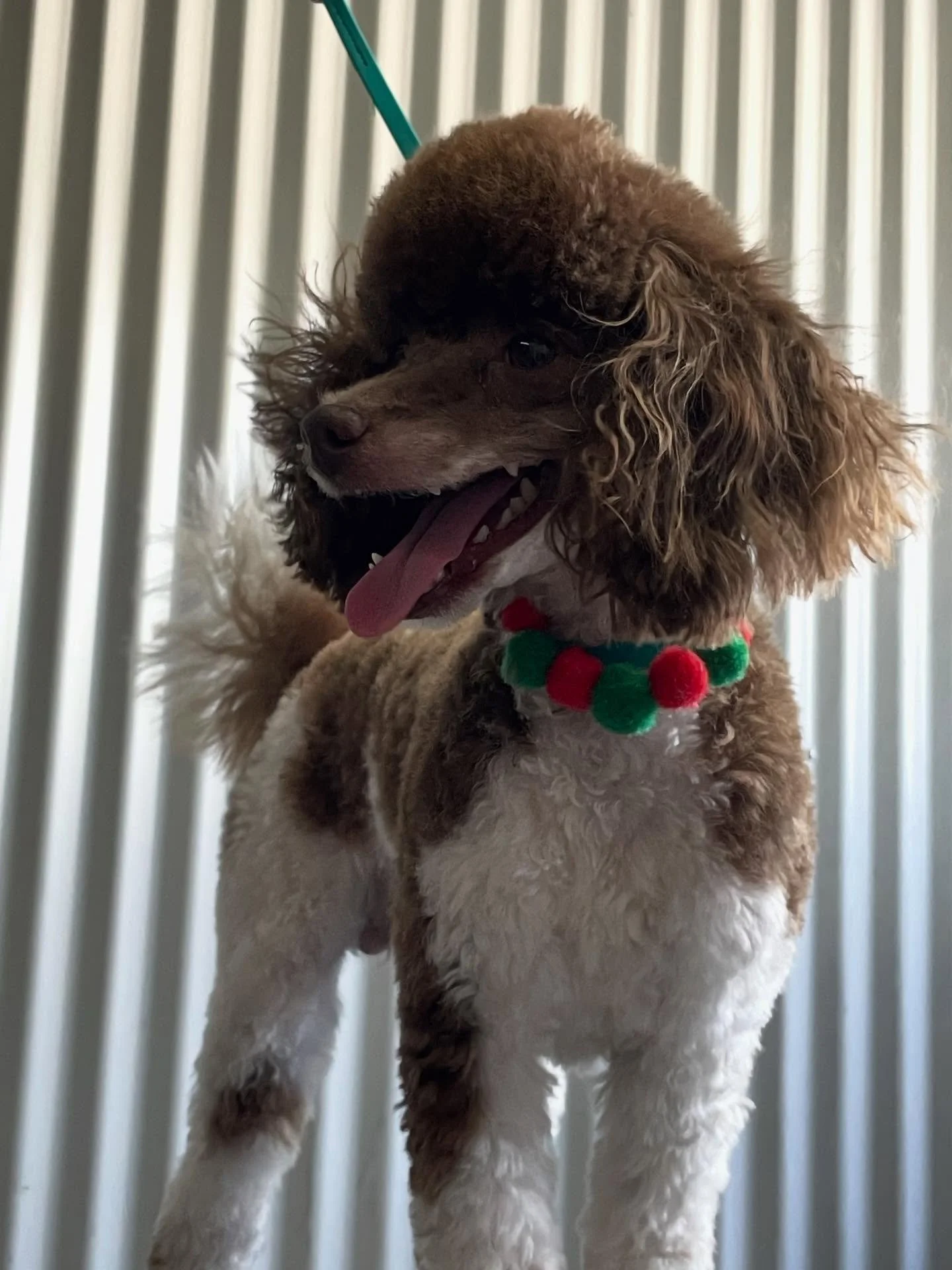 Adorable little Cash- still just a young puppy so he is a bit excitable to groom, but he is improving! 

As we head into the new year I would like to wish everyone a Happy New Year and talk a little about what to expect from Willow Animal Spa in 2026