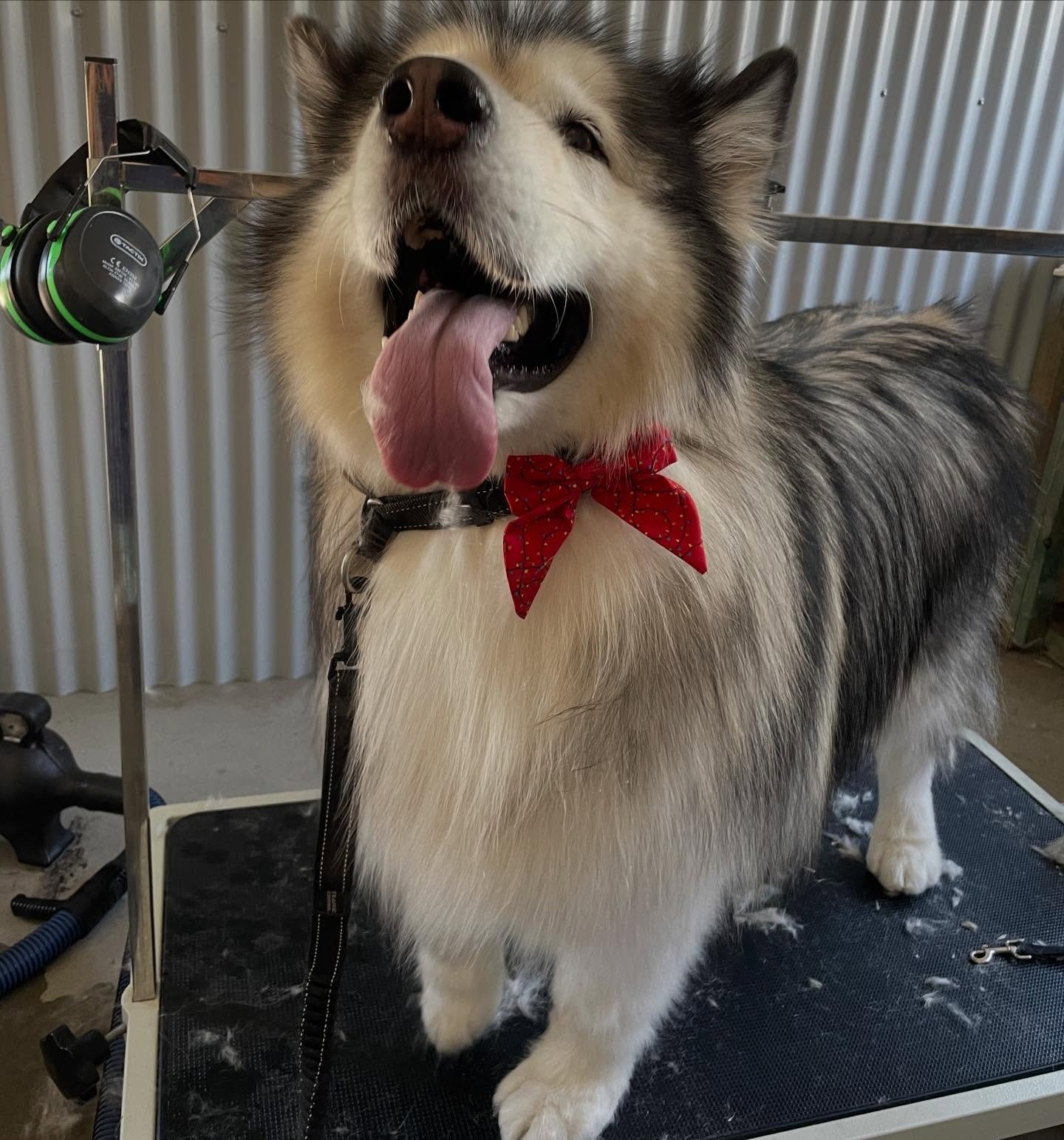 Easily the biggest job I have done since opening! Volk here came in very compacted and with a lot of matting, and being a 52kg Malamute meant this was going to take a LOT of work. In the end it took me 6 1/2 hours over two appointments. His coat look