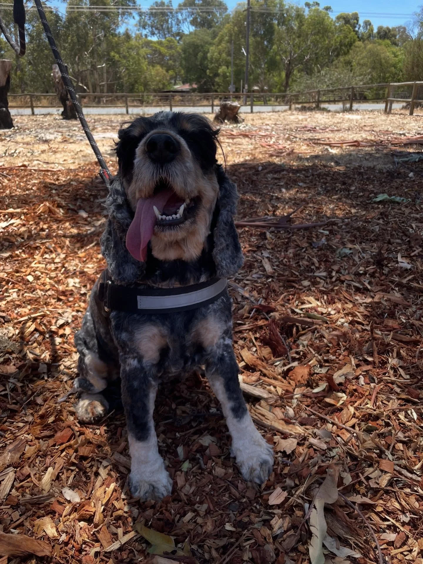 These old girls, Josie and Rossi, have been through a lot in their lifetime- including some very traumatic injuries- but they don&rsquo;t let it slow them down or dampen their personality! This is a total credit to their owner, who has a crazy amount