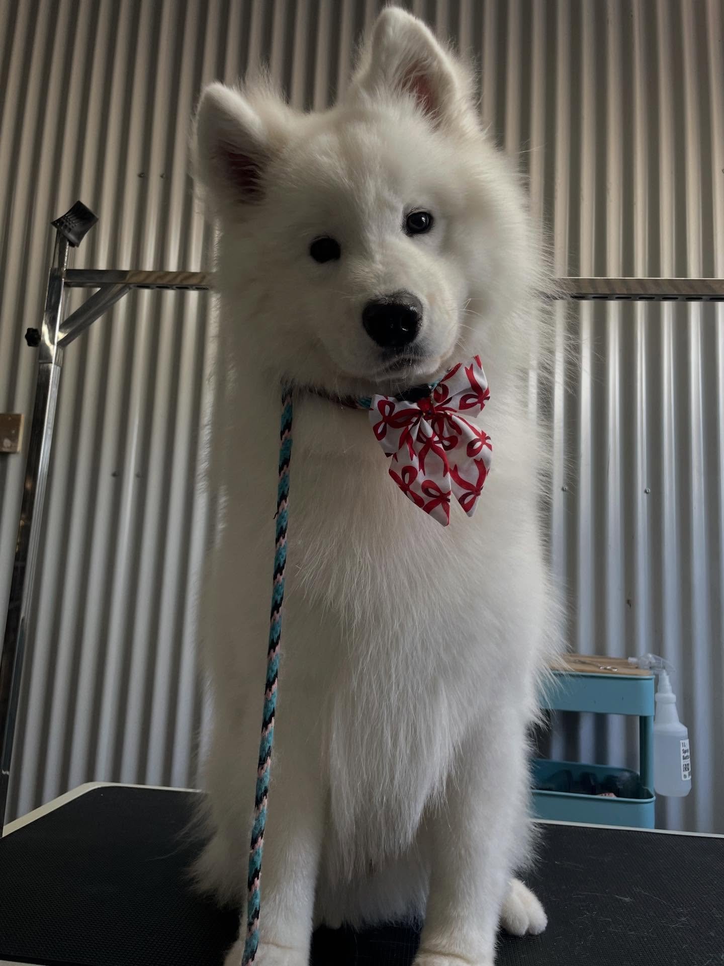 Some dogs are just born for the camera! Beautiful Reko may hate being groomed but he loves looking handsome afterwords! #samoyed #doggroomer #dogsofinstagram #dog
