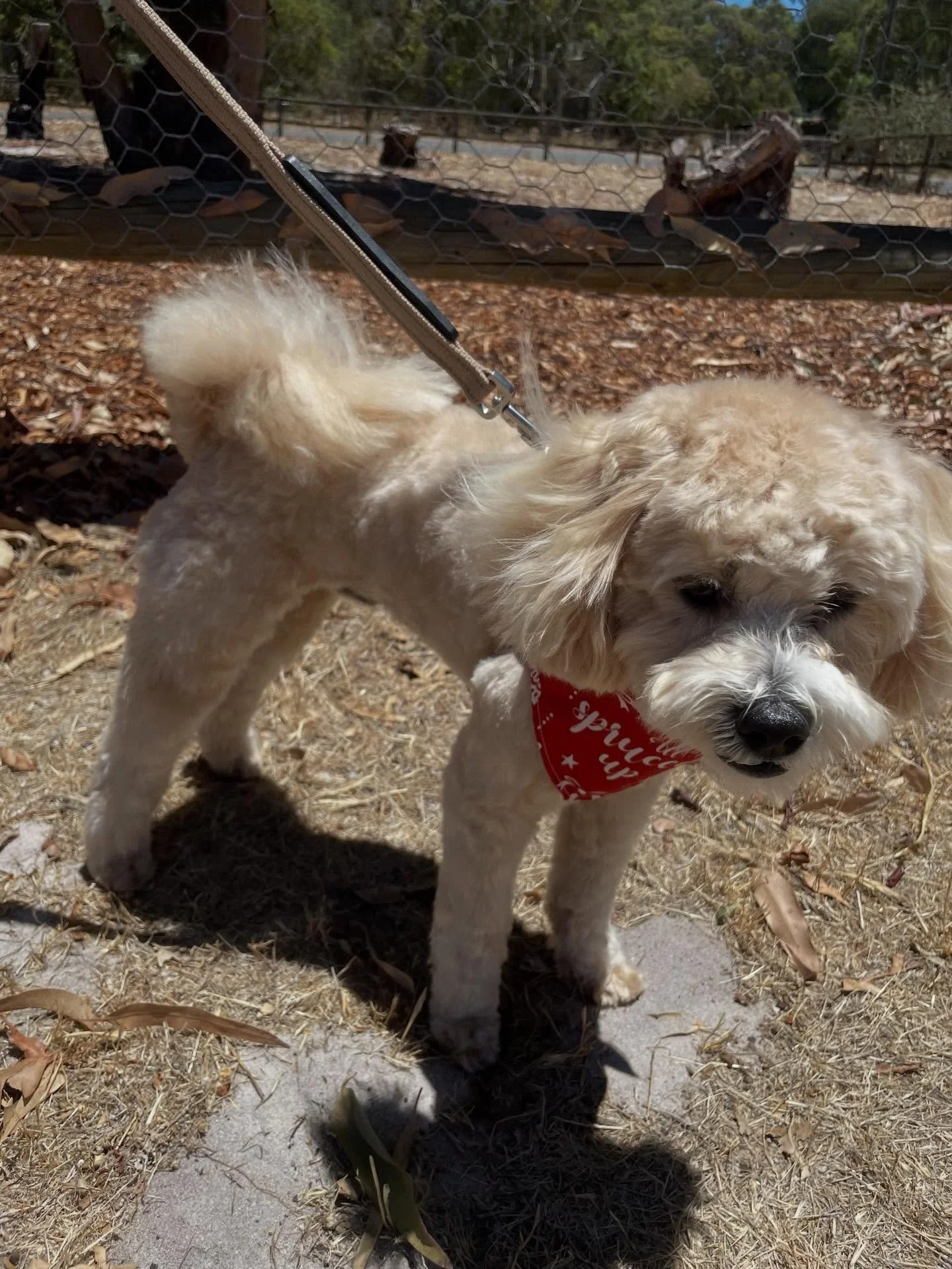 Little Tato ❤️ he is a very anxious boy and this anxiety comes out in the form of growls and snaps, but we managed to come to an understanding 😂 as long as he was allowed to make the first moves and I didn&rsquo;t try to touch him without his consen