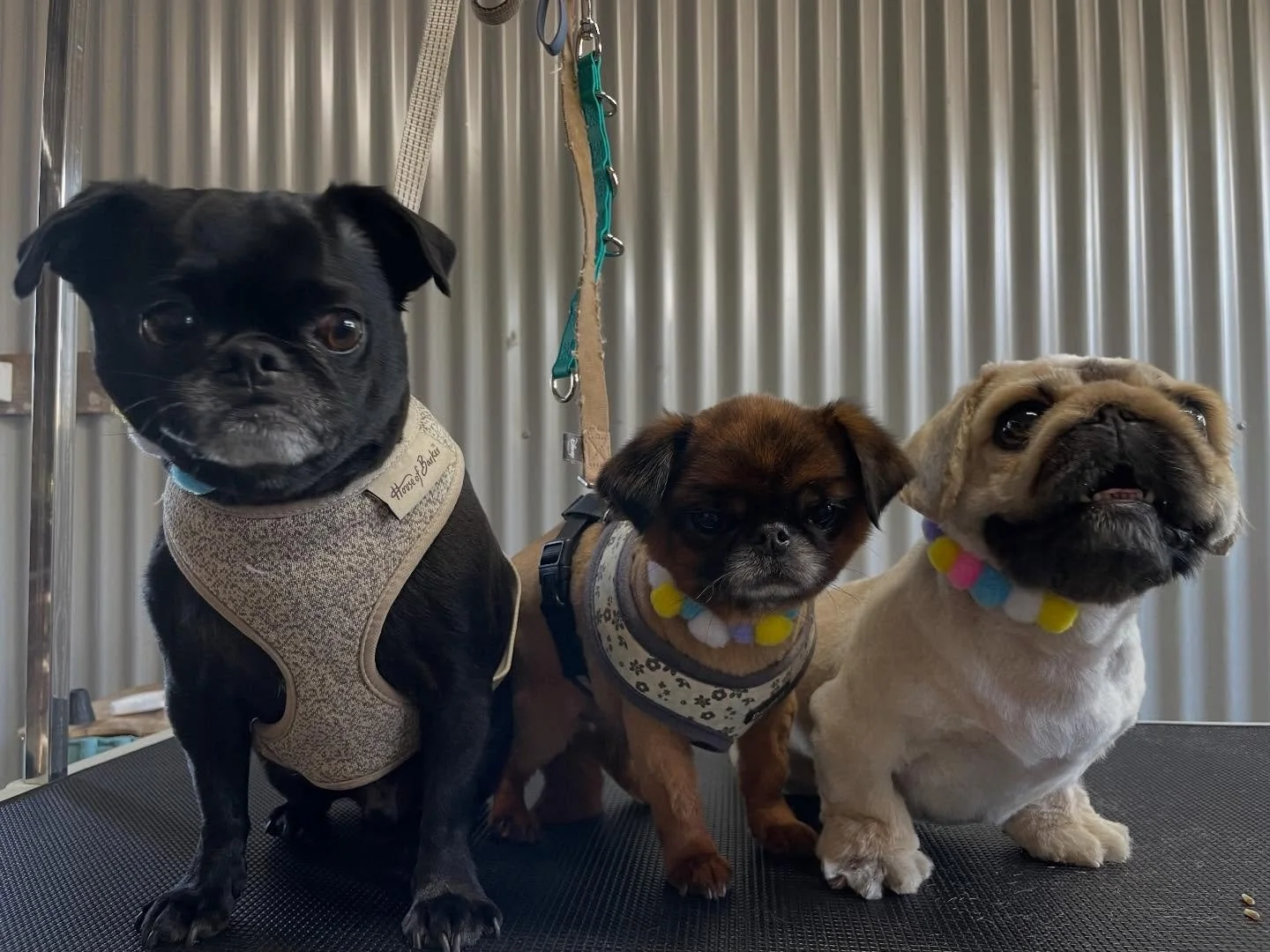 Triple threat ✊🏻 Thor, Hagrid and McSquizzy (aka Squid). It was a bit hectic having three dogs in my salon to keep track of, but luckily they were all happy enough to take turns in the crate. 

It&rsquo;s so important for dogs to get used to being i
