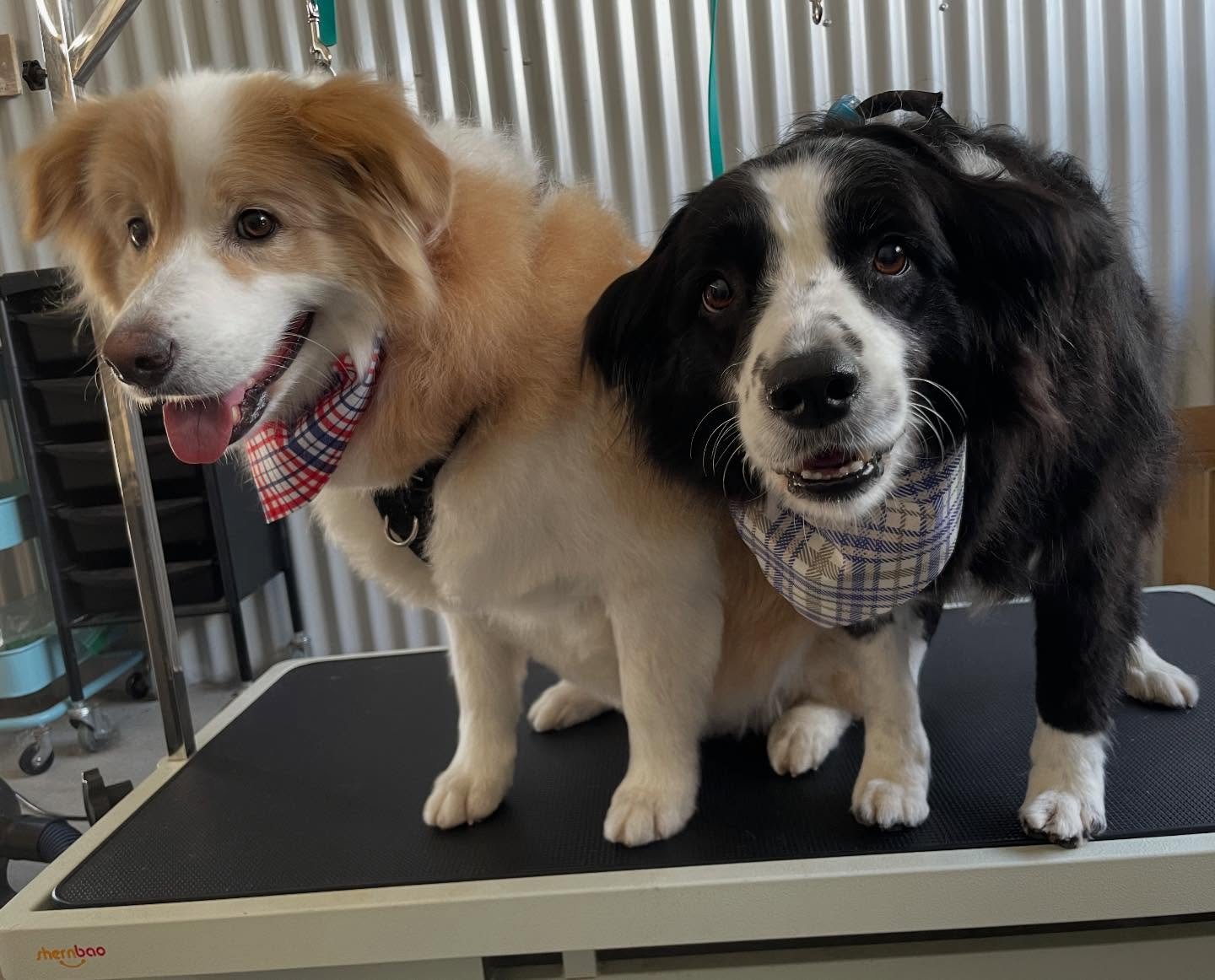 Bailey and Lily are always a pleasure to groom, and hopefully they are feeling a bit cooler for this heatwave we are experiencing. It&rsquo;s super important with dogs with thick double coats to make sure you are removing excess undercoat often, as a