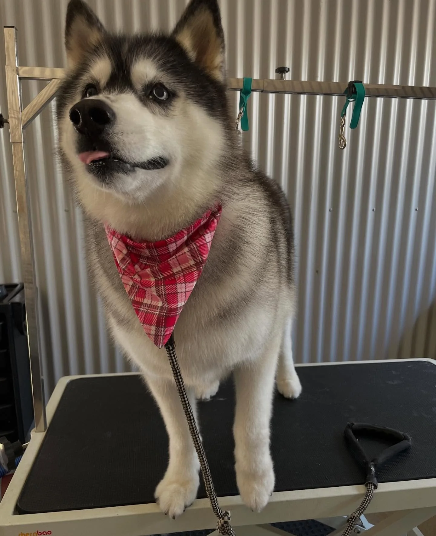The lovely Videl 🥰 at this point I am wondering if I should rename myself the husky groomer as I have had so many of them lately! 😂 #husky #dogsofinstagram #doggroomer #huskygram