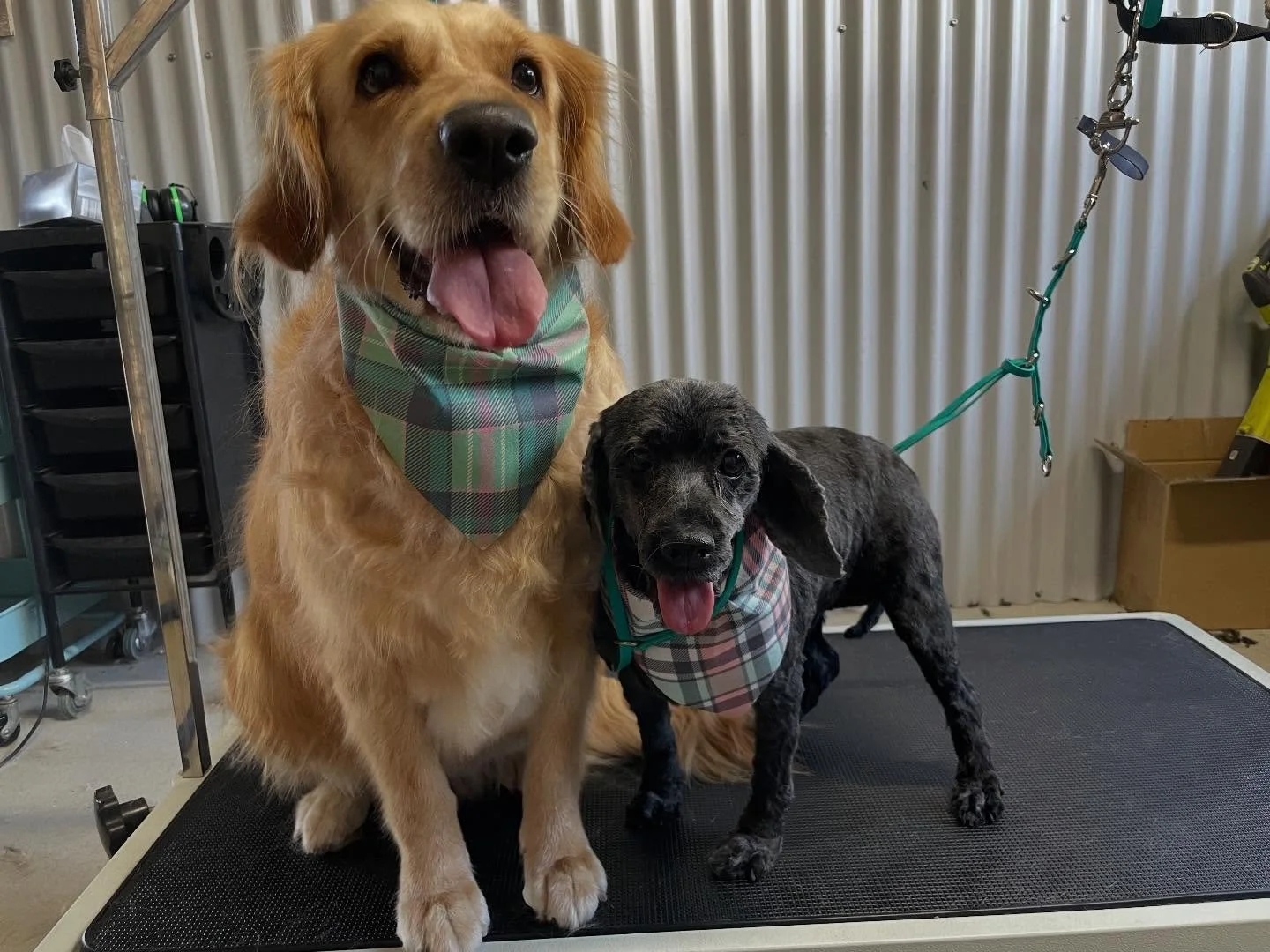Ruby and Jujude 🥰 Both such sweet but nervous girls that took a long while to warm up to me, but eventually they were happily taking treats and accepting cuddles! 
I&rsquo;d also like to make a quick announcement- my website is FINALLY live! Feel fr