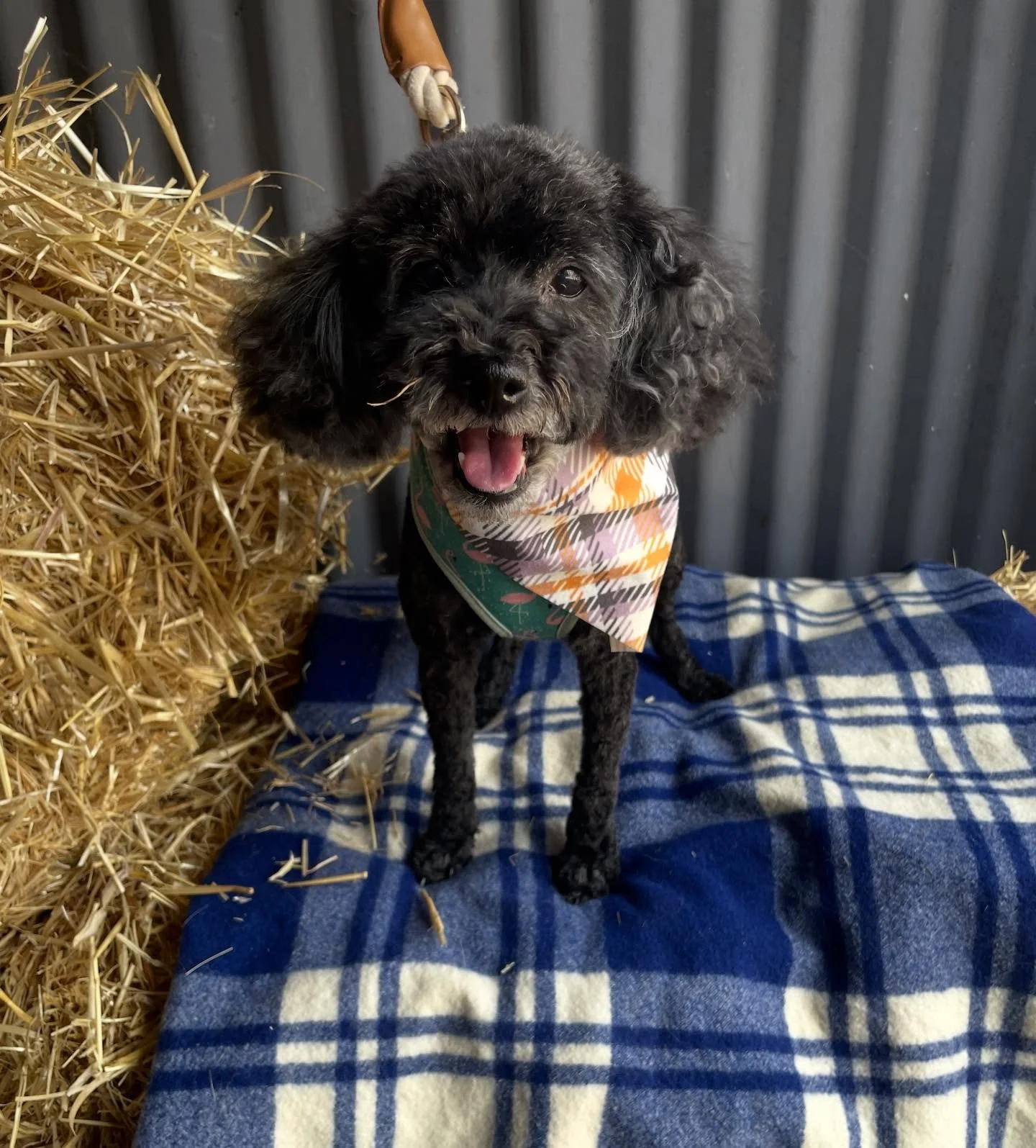 The lovely little Molly 🥰 she was very anxious for her groom but absolutely loved her prime 100 treats! I don&rsquo;t always have it on hand, as a roll only lasts 7 days, but I will have to make sure I have it every time Molly comes in now! 😂#toypo