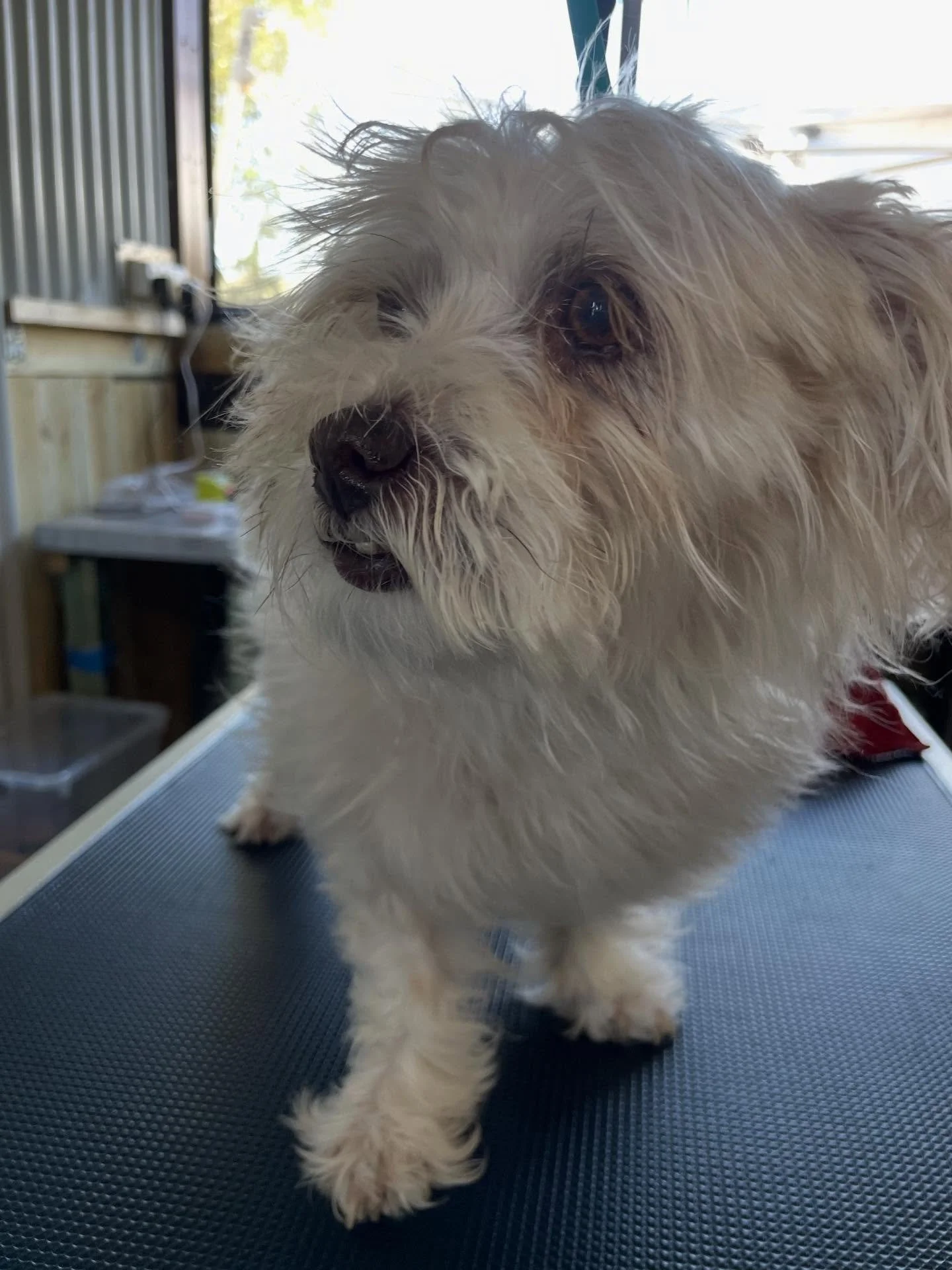 Tin-tins owner contacted me needing an urgent groom, as they had tried themselves and realised it was too big of a job. He had a lot of matting quite close to the skin, and this meant he had to go &ldquo;naked mole rat&rdquo; short all over😅 he felt