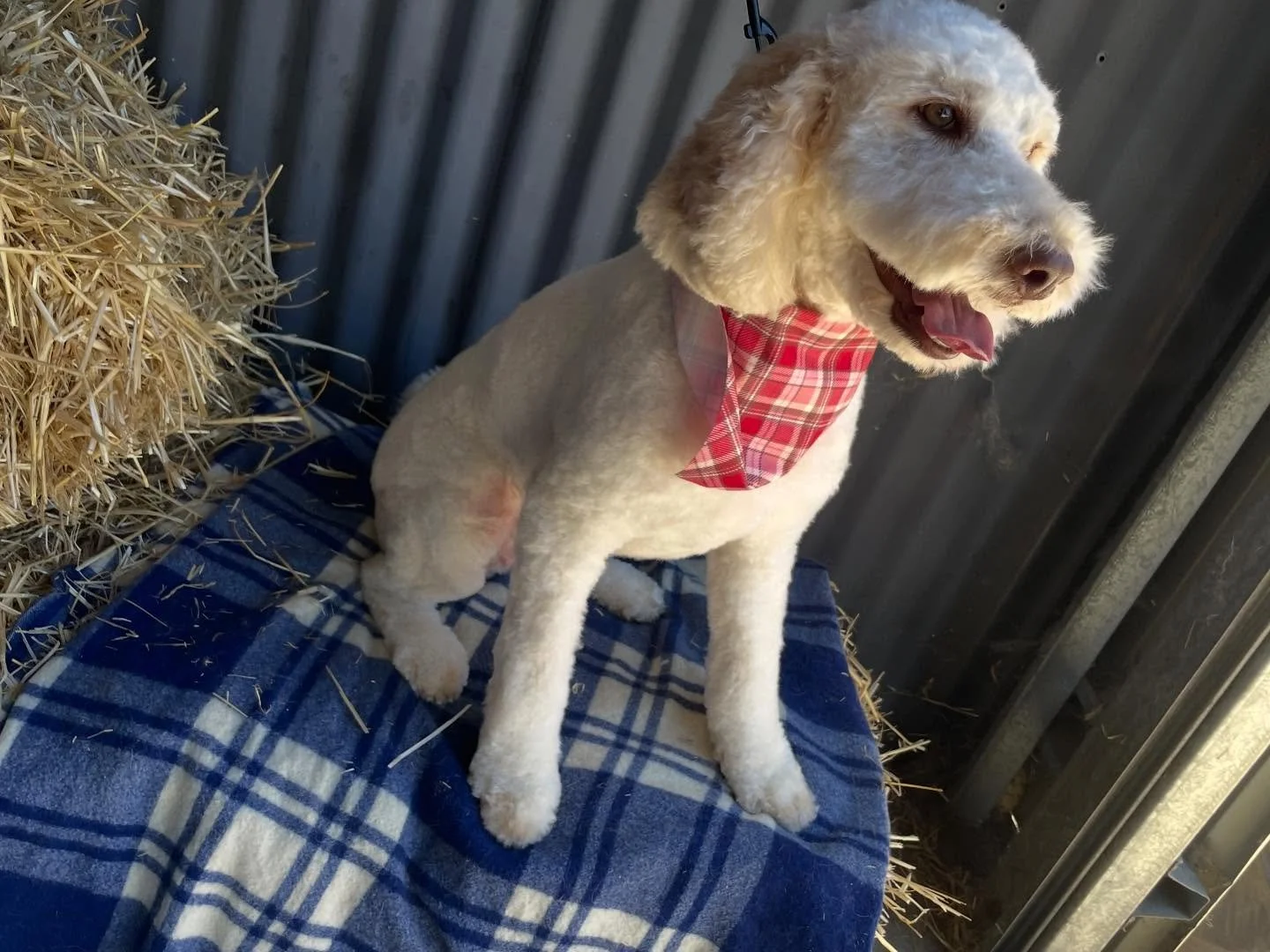 Fresh, fluffy, and feeling the love 💕🐶
Sweet Summer came in for a glow-up, and we&rsquo;re celebrating the month of love all February! 

✨ February Special: Refer a friend and you get 5% off your next groom.
Because love is better when it&rsquo;s s