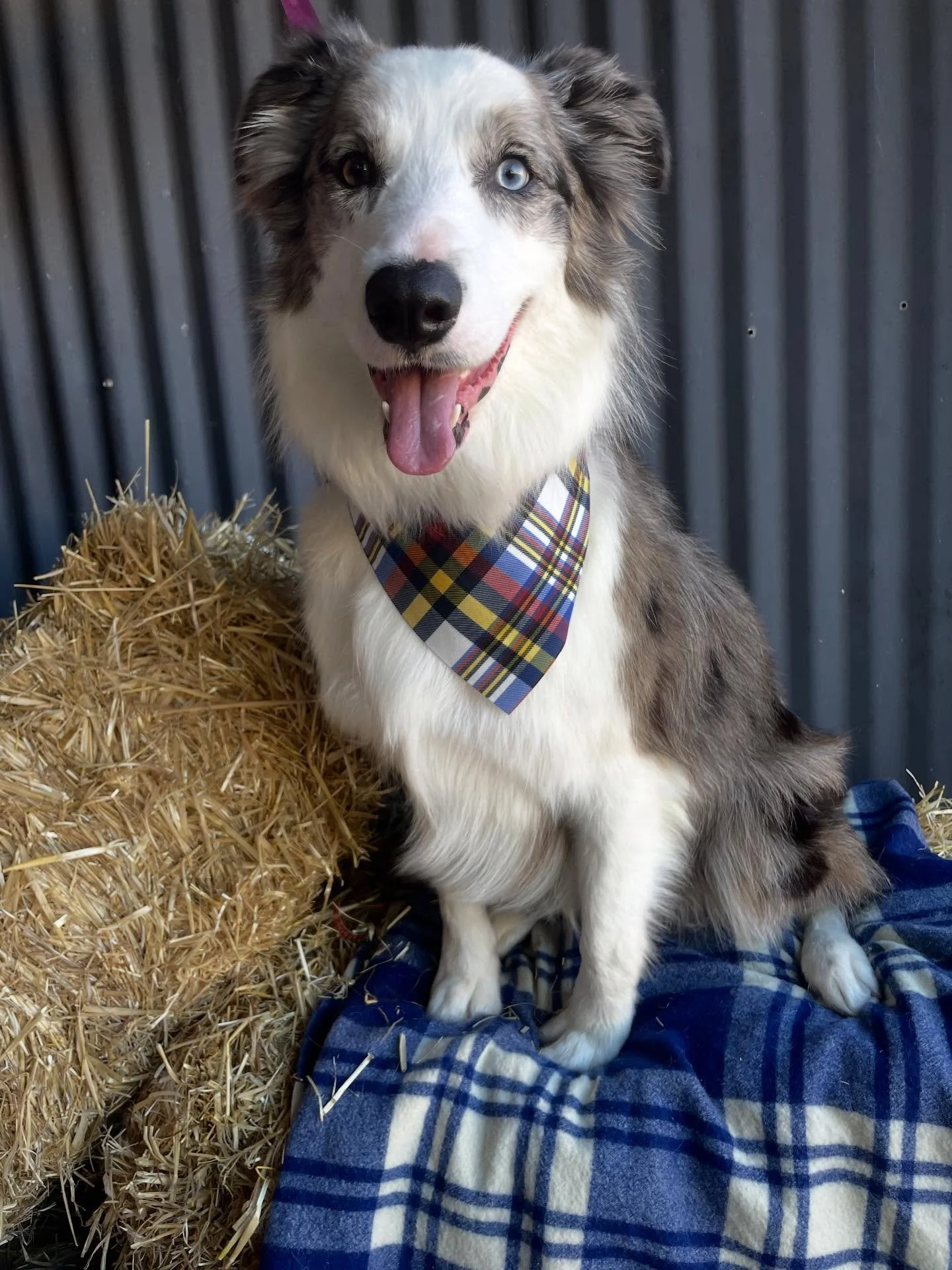 Such gorgeous eyes on this one! 😍 
Sweet Elliot came in for an urgently needed groom, as he had severe matting down his back and around his bum that his parents were just not able to remove on their own. Unfortunately, we did have to shave most of t