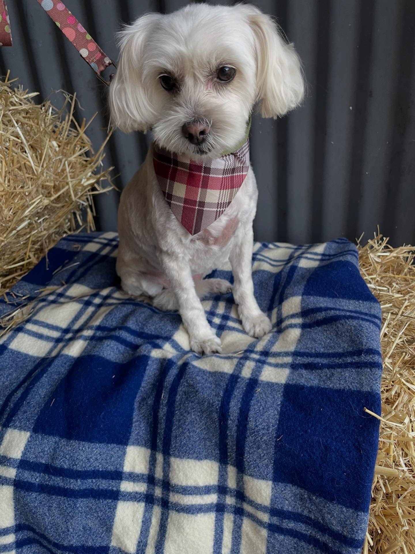 Sweet little Poppy 🥰
Poppy was very nervous when she first came in. During her groom, there were a couple of moments where she let me know she&rsquo;d had enough, but overall she did really well. Her appointment took a bit longer than usual because 