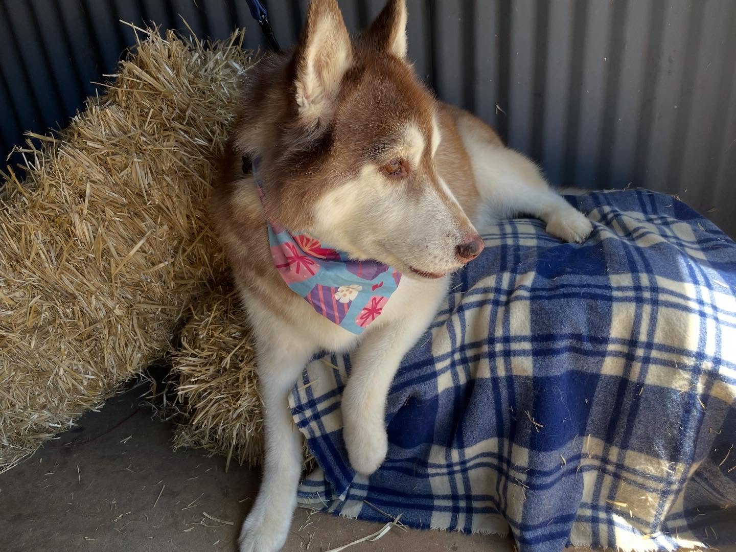 Beautiful Charlie ❤️ biggest condolences to his family who lost not only Charlie this week but his two sisters as well 😭 if I had a complaint about dogs it&rsquo;s that they just don&rsquo;t live long enough 💔 
Everyone be sure to hug their dogs ex