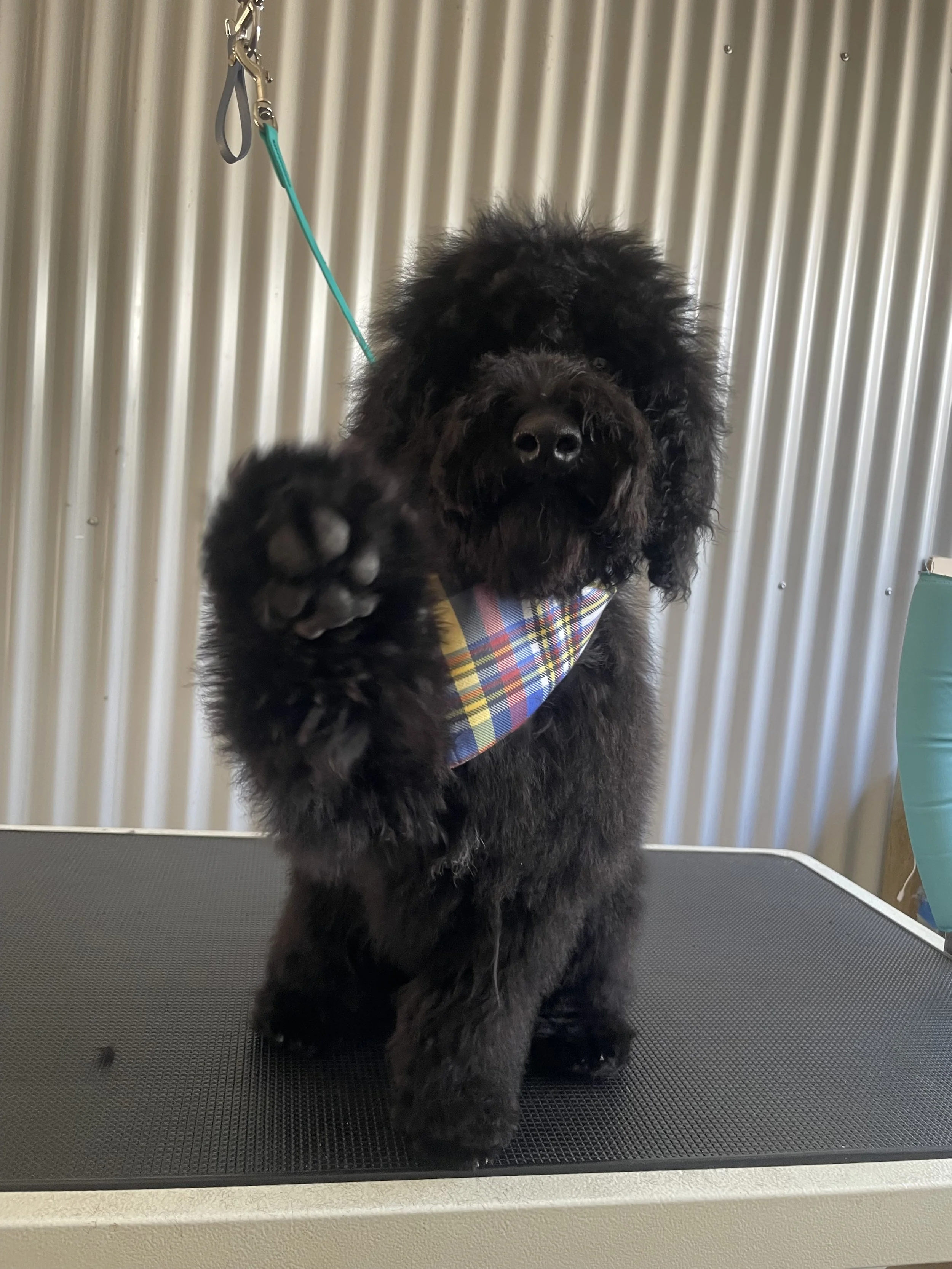 Getting your puppy read for their first groom 