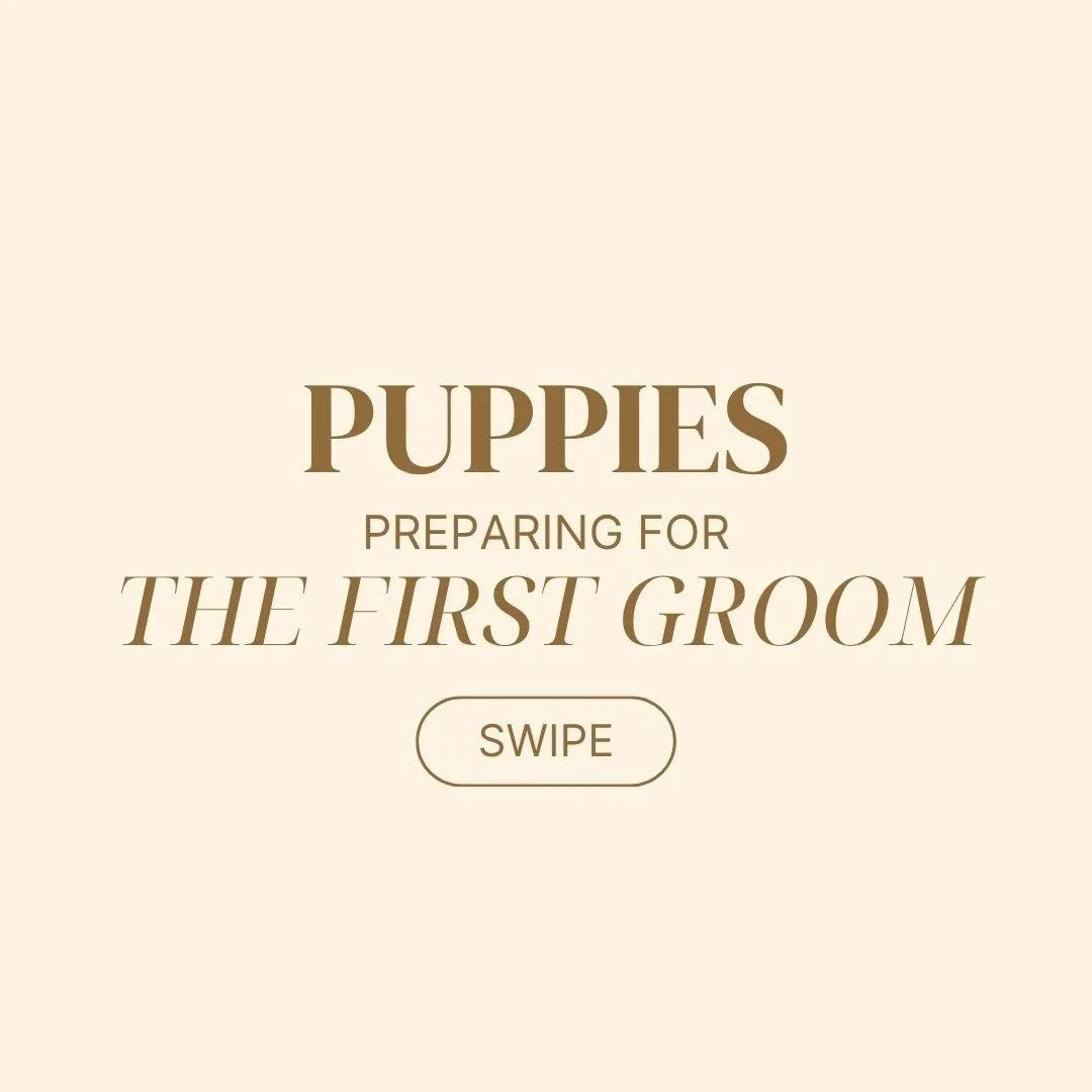Your puppy&rsquo;s first groom doesn&rsquo;t have to be stressful 🐶✂️

With a little preparation at home, you can help your pup feel calm, confident, and ready for the grooming salon. From handling and brushing to introducing sounds like clippers an