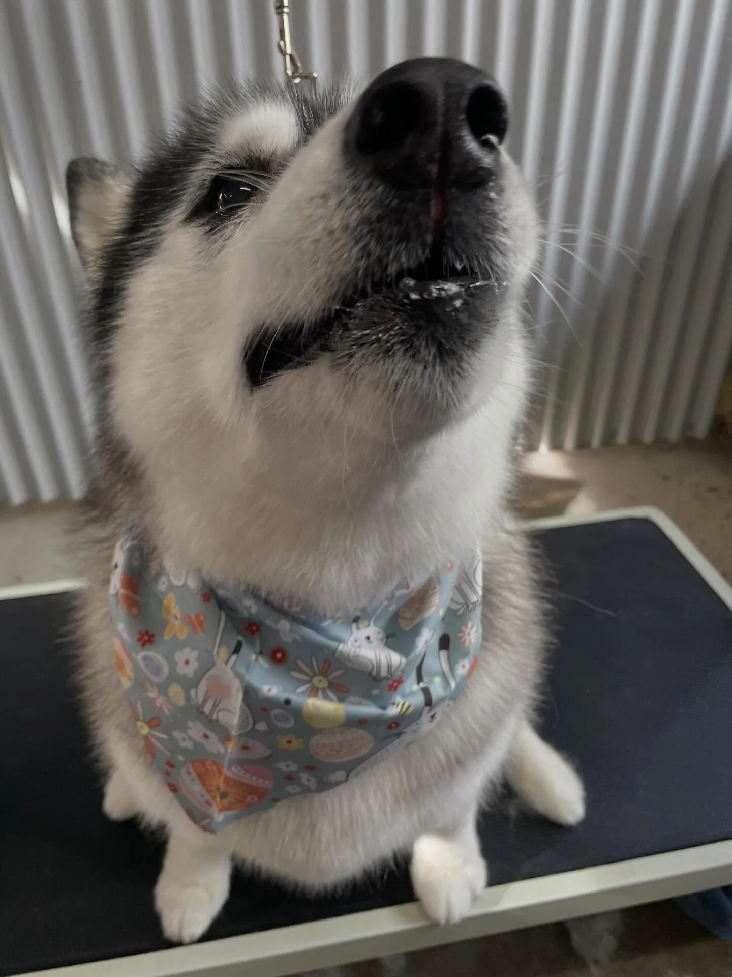 The lovely Videl, who came in with some serious shedding 😳 
Thankfully after a good deshedding she left looking and feeling amazing, with approximately 1000kg of hair left in my salon for me to clean up after 😂 #husky #doggroomerslife✂️✂️ #dogsofin